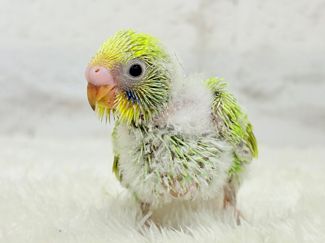 背中の模様がみんなと違う…🐣💚セキセイインコ(スパングル) ヒナ