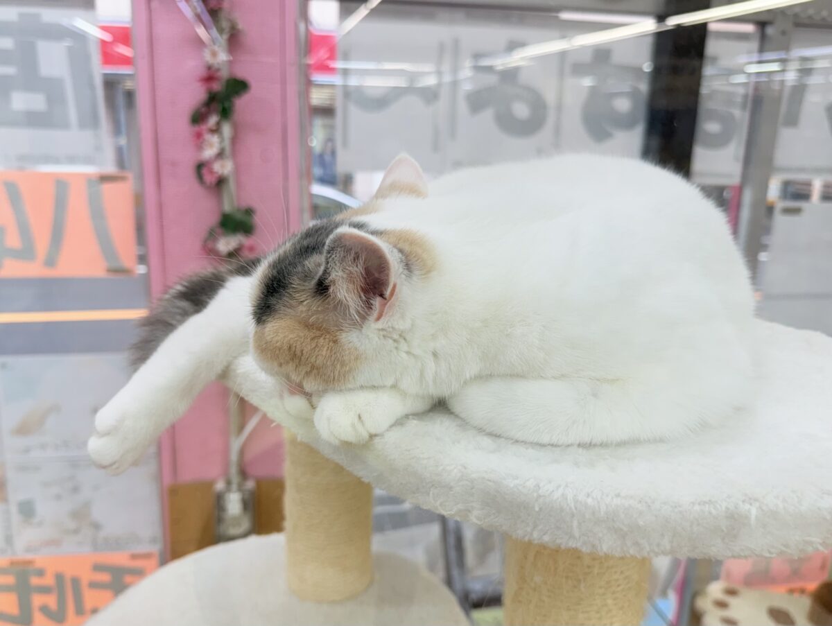 最新画像📸スコティッシュフォールド(ダイリュートキャリコ)女の子♪お気に入りはキャットタワーの1番上! スコティッシュフォールド