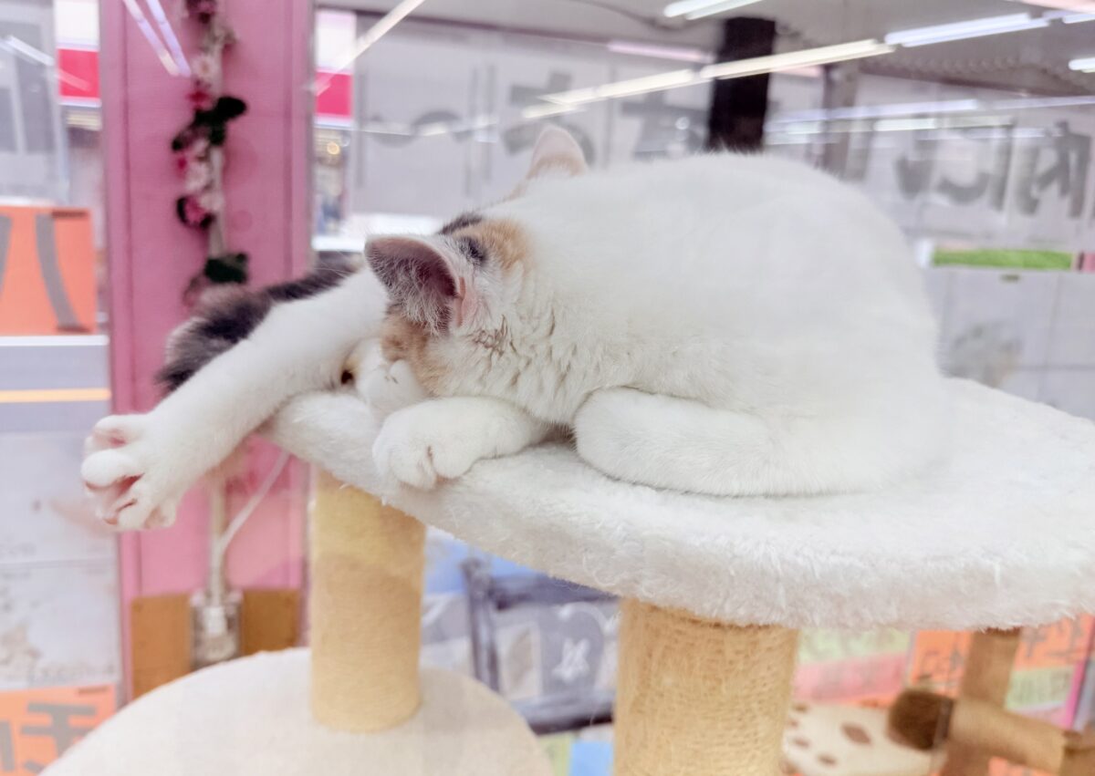 最新画像📸スコティッシュフォールド(ダイリュートキャリコ)女の子♪お気に入りはキャットタワーの1番上! スコティッシュフォールド
