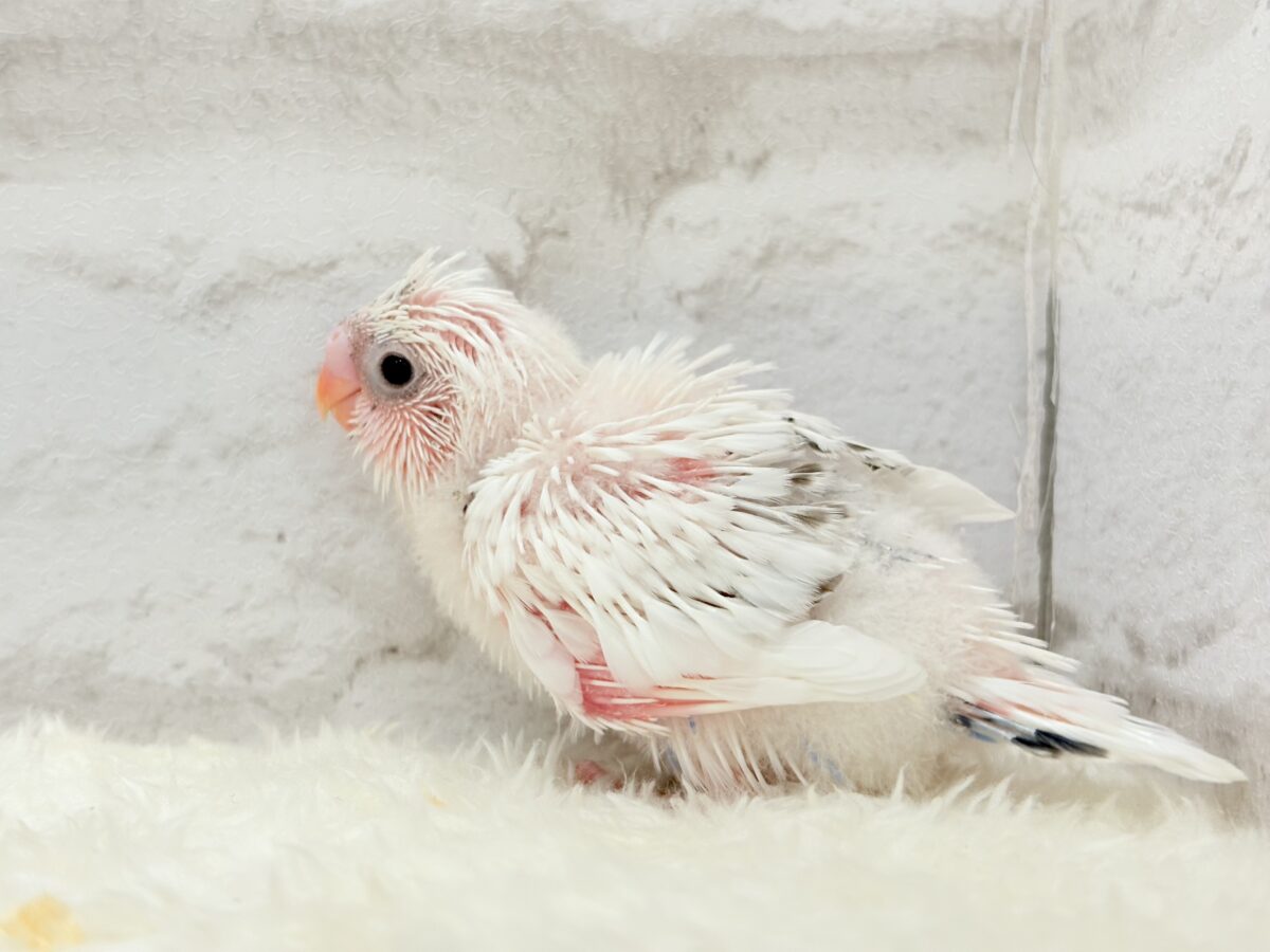 【最新画像更新🪄】ぽっち少なめ☆あお多め☆セキセイインコ(白ハルクイン) ヒナ セキセイインコ