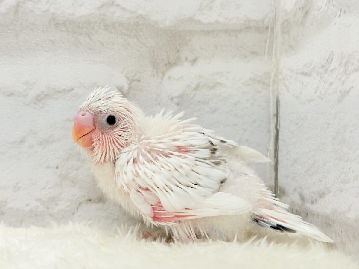 【最新画像更新🪄】ぽっち少なめ☆あお多め☆セキセイインコ(白ハルクイン) ヒナ セキセイインコ