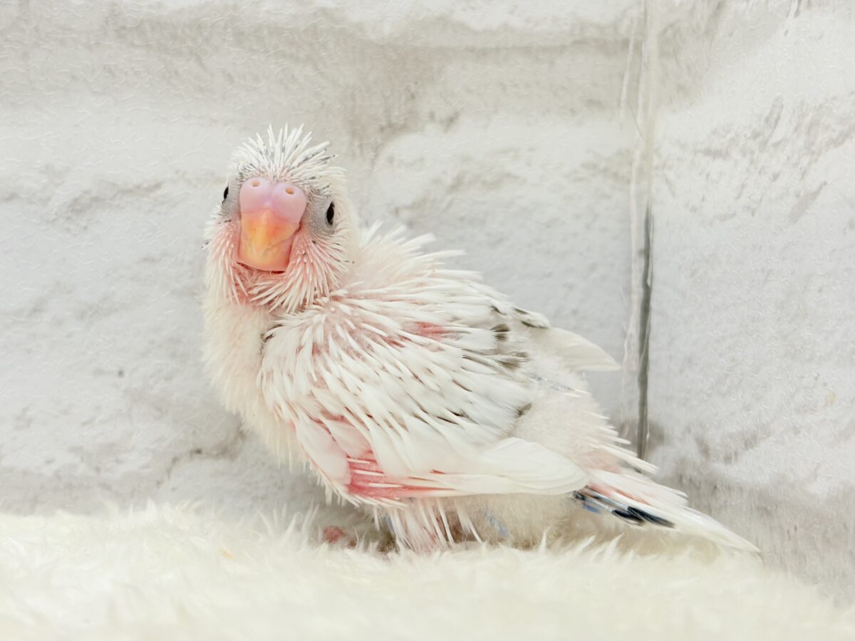 【最新画像更新🪄】ぽっち少なめ☆あお多め☆セキセイインコ(白ハルクイン) ヒナ セキセイインコ