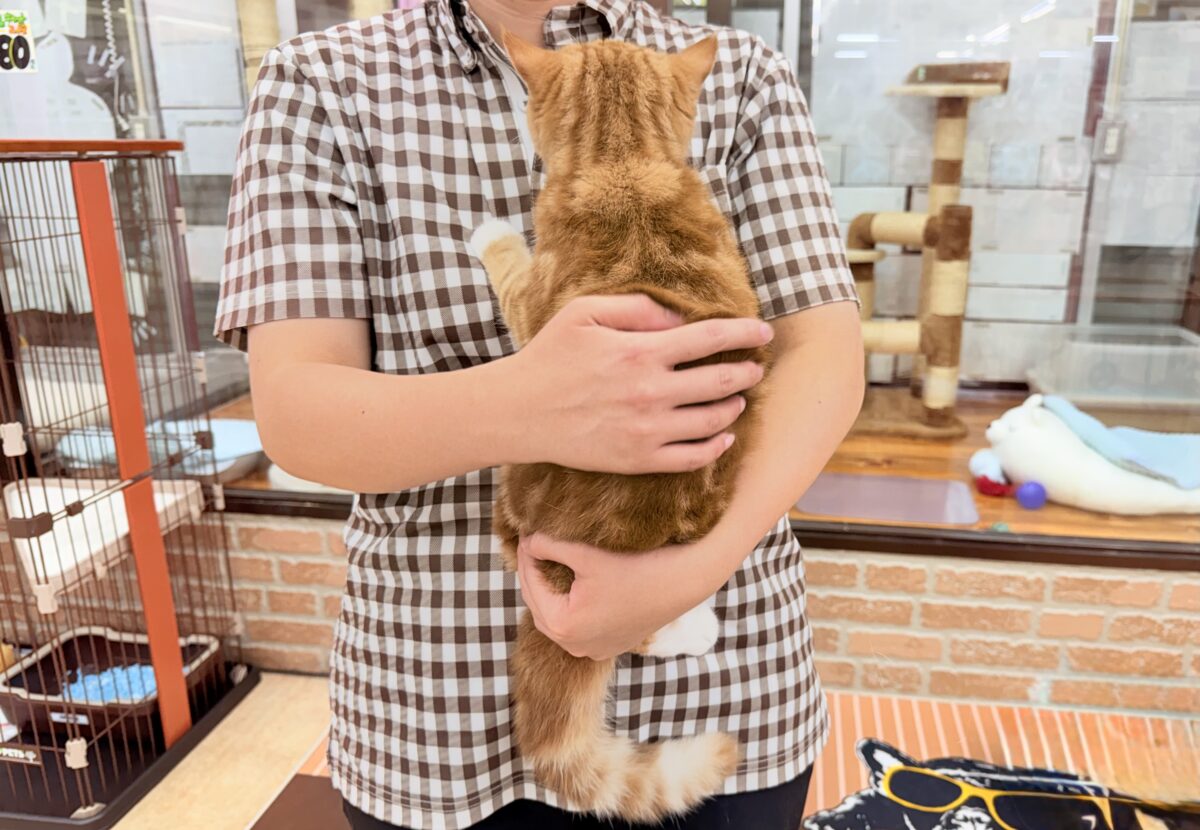 スコティッシュストレート(レッドタビー&ホワイト)女の子♪まん丸スコにゃんが来ましたよ〜 スコティッシュストレート