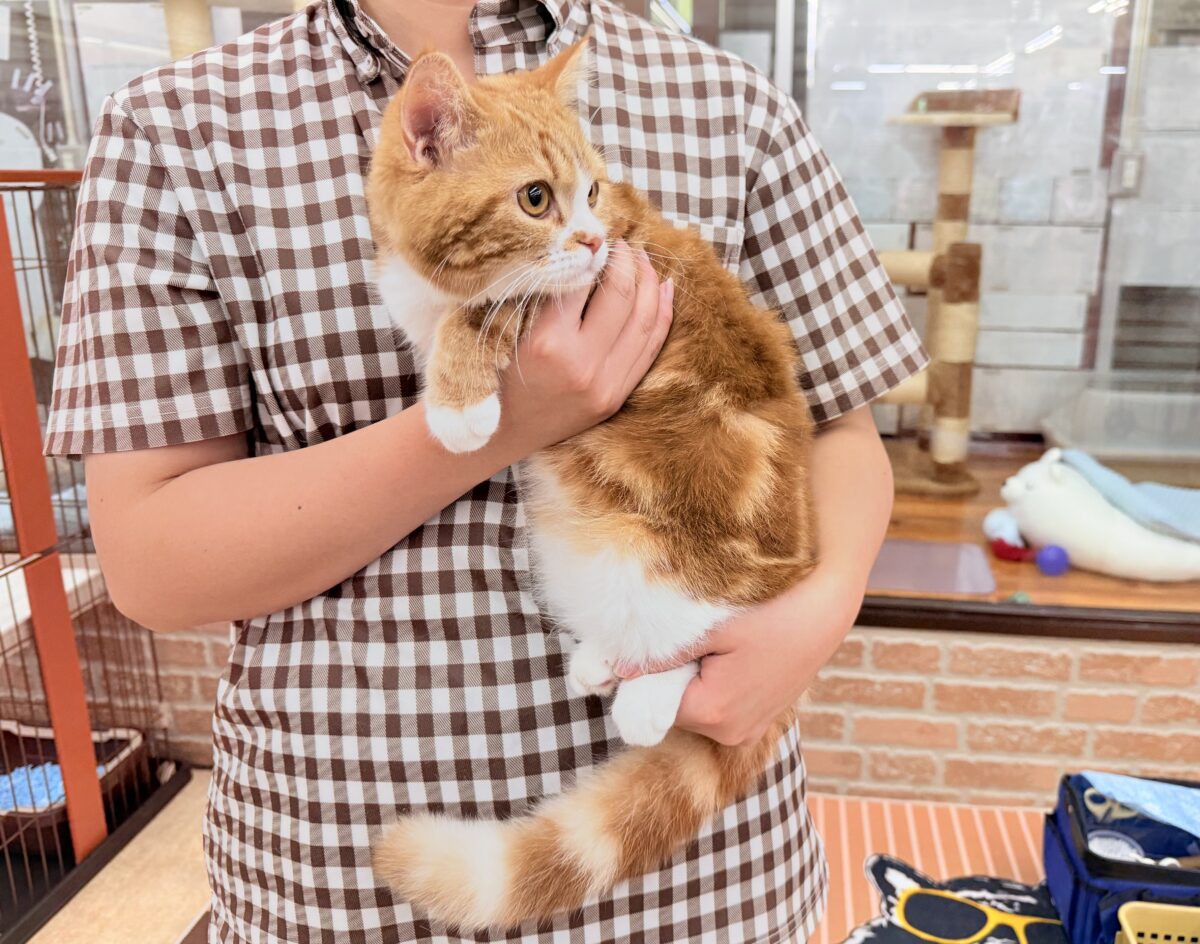 スコティッシュストレート(レッドタビー&ホワイト)女の子♪まん丸スコにゃんが来ましたよ〜 スコティッシュストレート