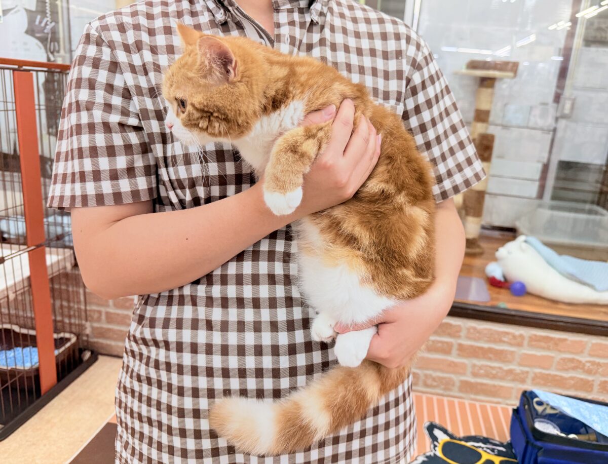 スコティッシュストレート(レッドタビー&ホワイト)女の子♪まん丸スコにゃんが来ましたよ〜 スコティッシュストレート
