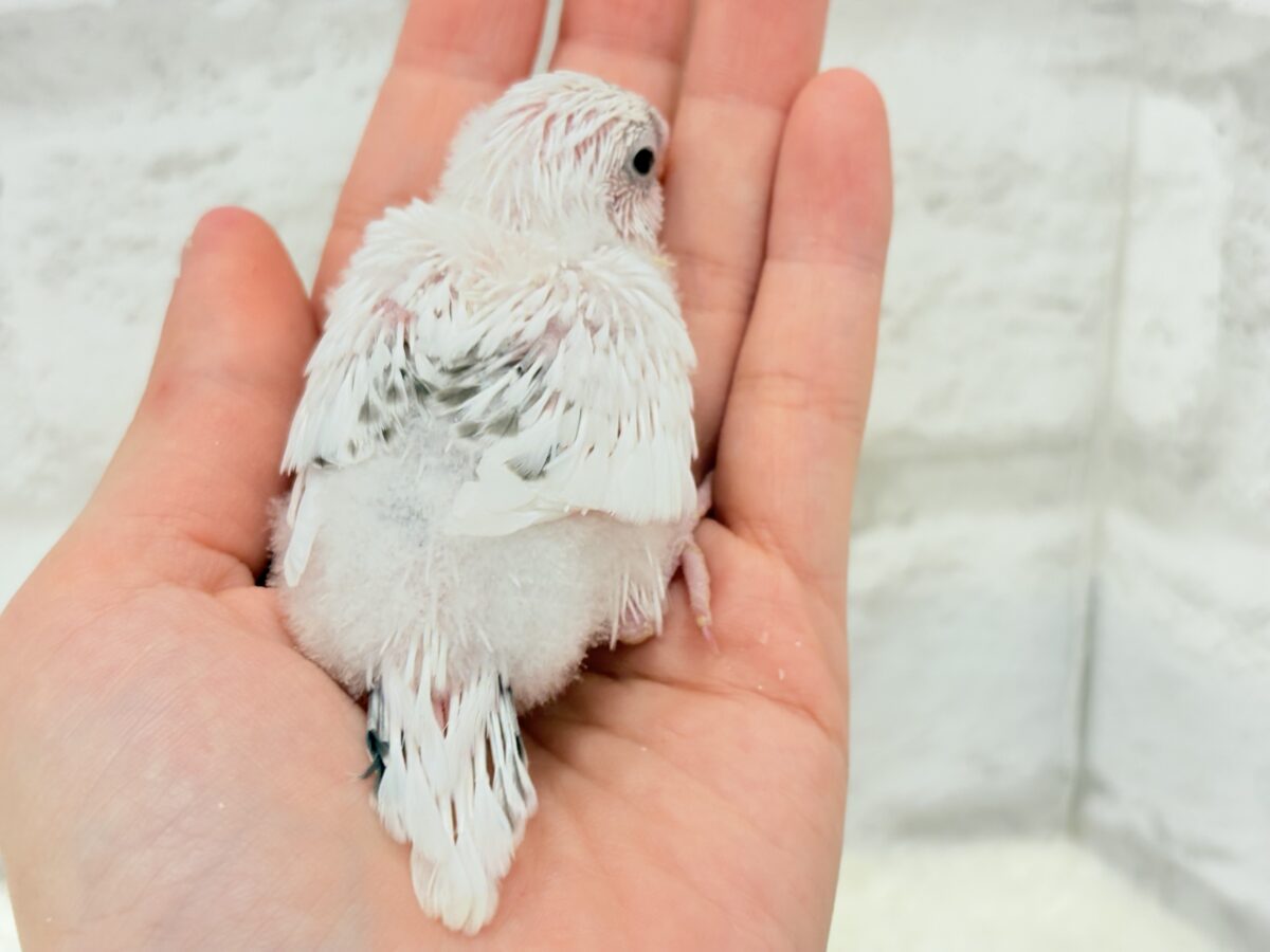 【最新画像更新🪄】ぽっち少なめ☆あお多め☆セキセイインコ(白ハルクイン) ヒナ セキセイインコ