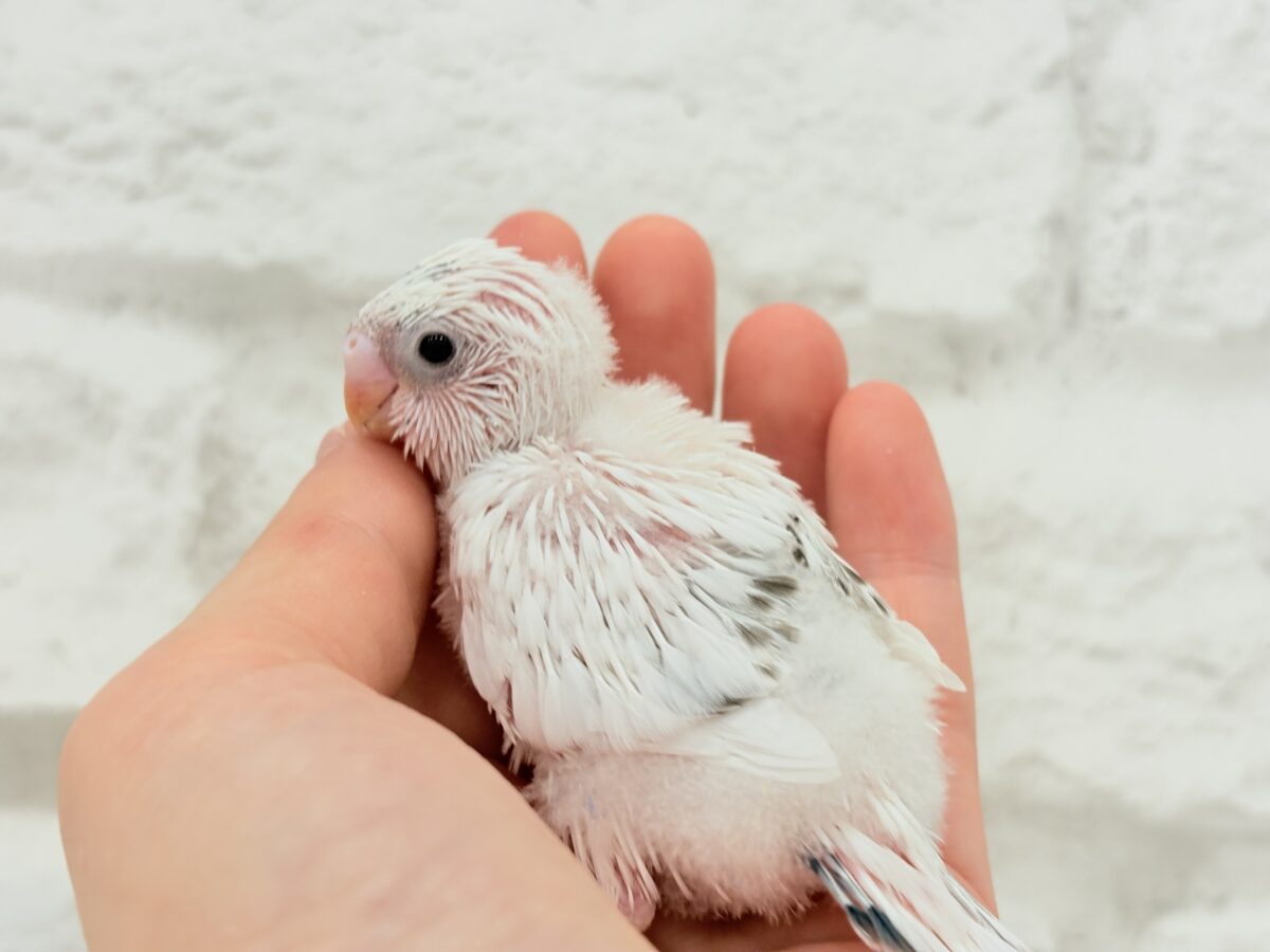 【最新画像更新🪄】ぽっち少なめ☆あお多め☆セキセイインコ(白ハルクイン) ヒナ セキセイインコ