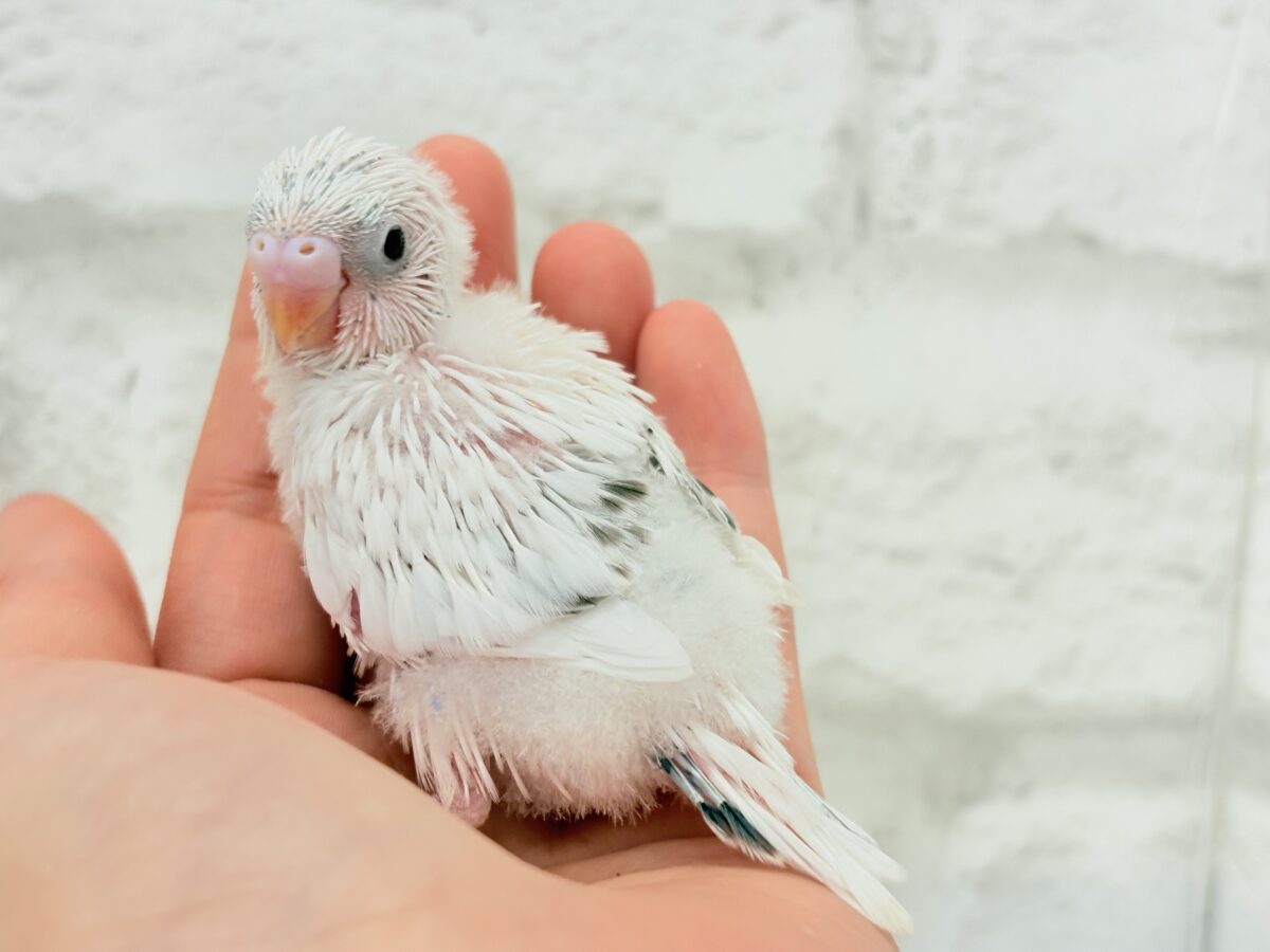 【最新画像更新🪄】ぽっち少なめ☆あお多め☆セキセイインコ(白ハルクイン) ヒナ セキセイインコ