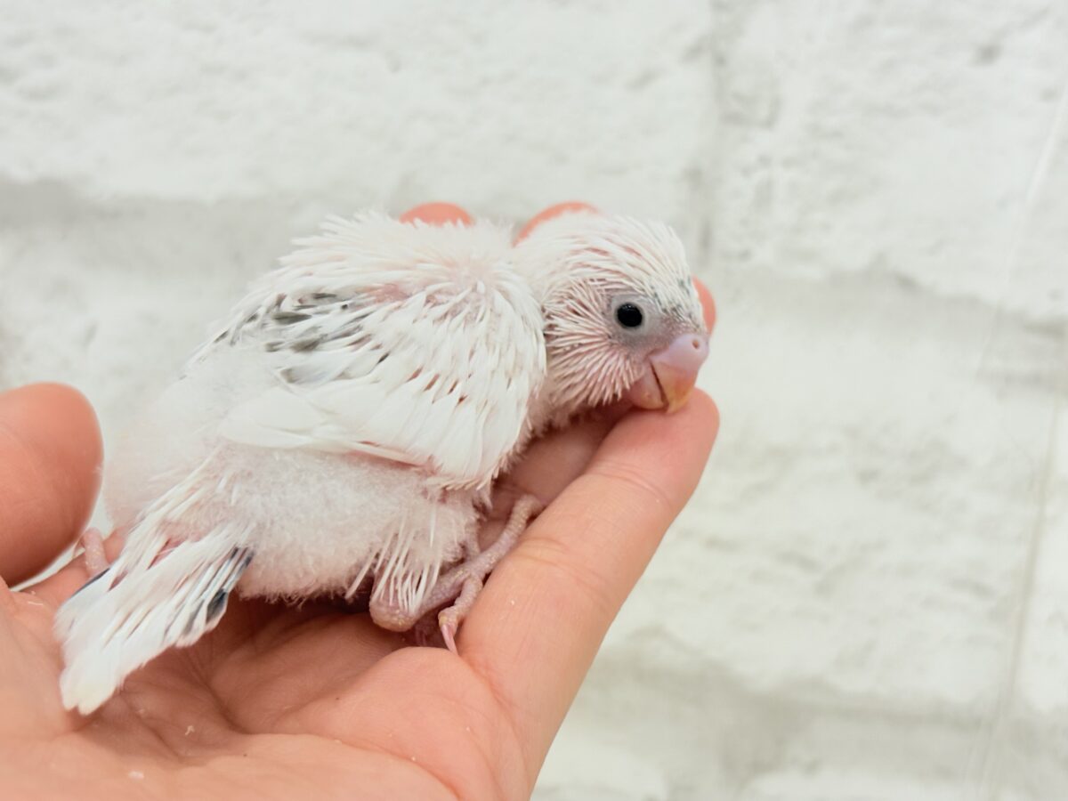 【最新画像更新🪄】ぽっち少なめ☆あお多め☆セキセイインコ(白ハルクイン) ヒナ セキセイインコ