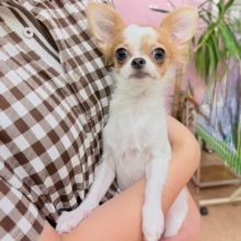 最新画像📸ロングコートチワワ（フォーン&ホワイト）女の子♪グレーのおめめがキラリ✨サークルデビューしています！