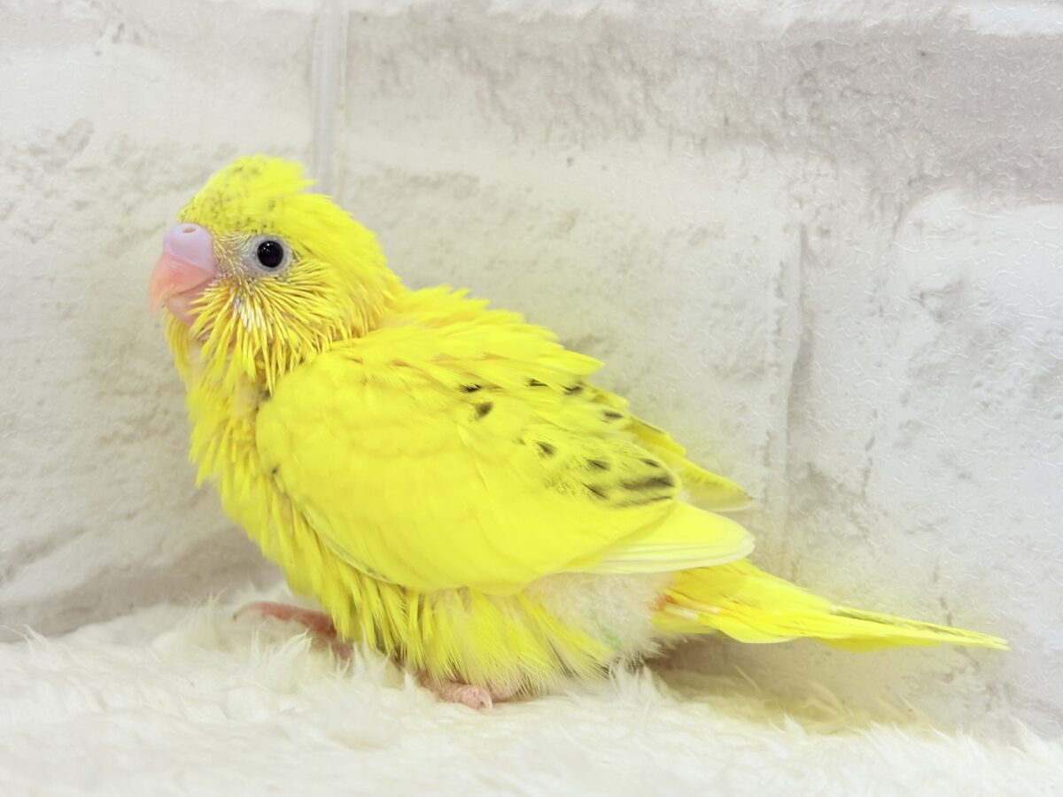 【最新画像更新🪄】ベビーフェイスたまごちゃん🐣💛セキセイインコ(黄色ハルクイン) ヒナ セキセイインコ