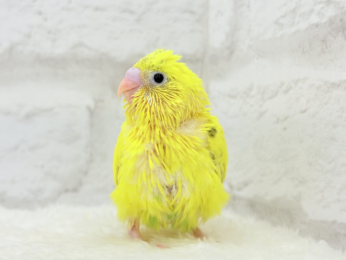 【最新画像更新🪄】ベビーフェイスたまごちゃん🐣💛セキセイインコ(黄色ハルクイン) ヒナ セキセイインコ