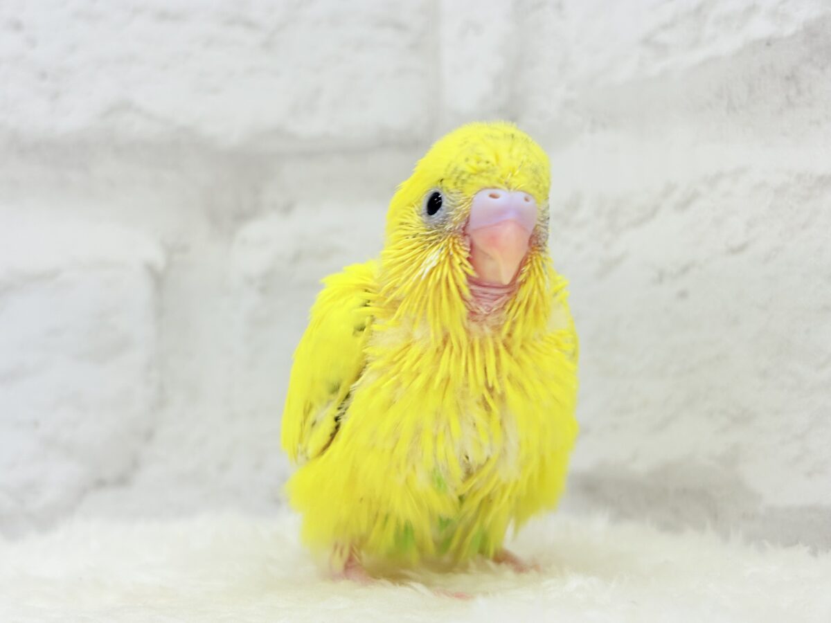 セキセイインコ