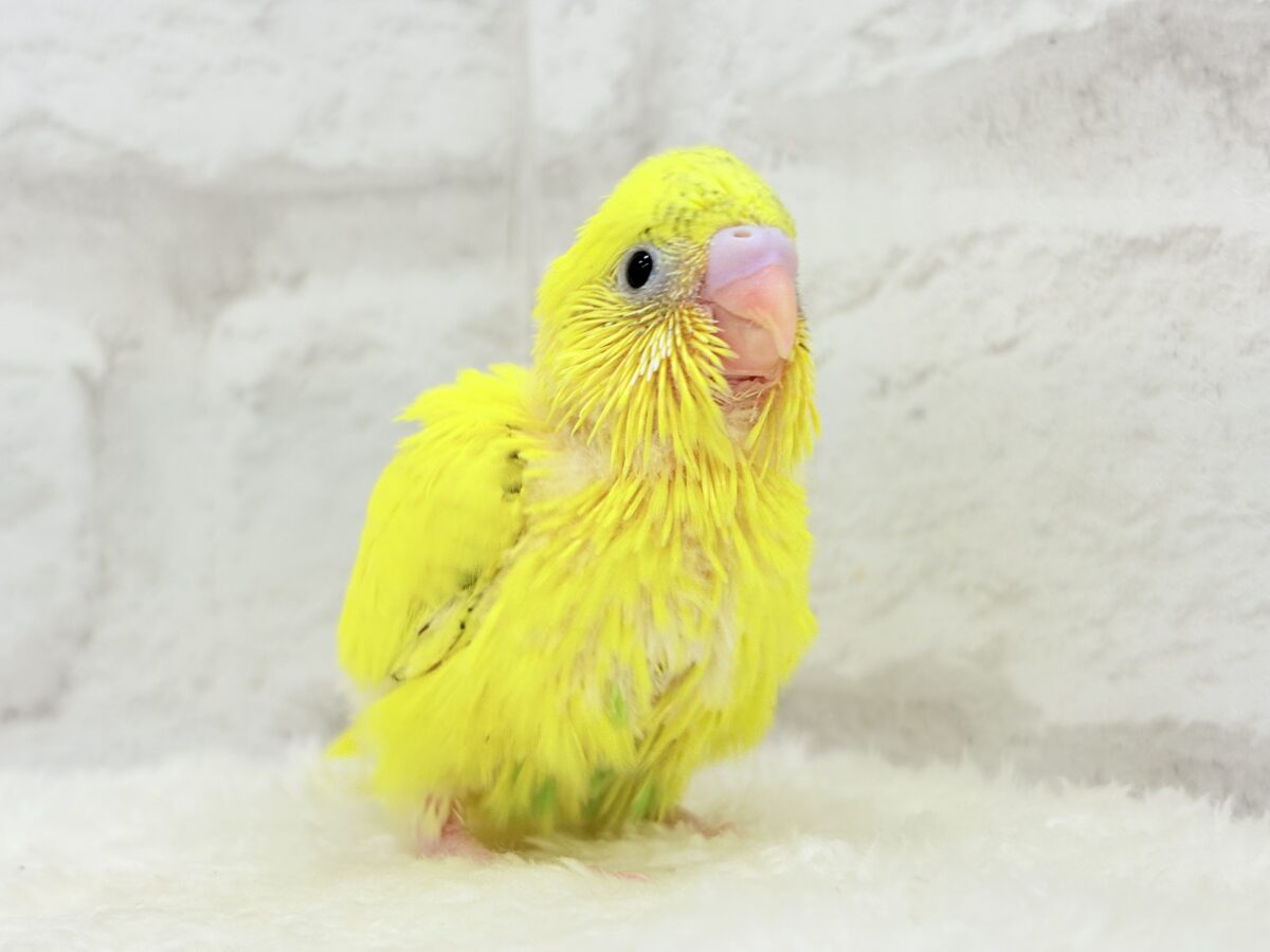 【最新画像更新🪄】ベビーフェイスたまごちゃん🐣💛セキセイインコ(黄色ハルクイン) ヒナ セキセイインコ