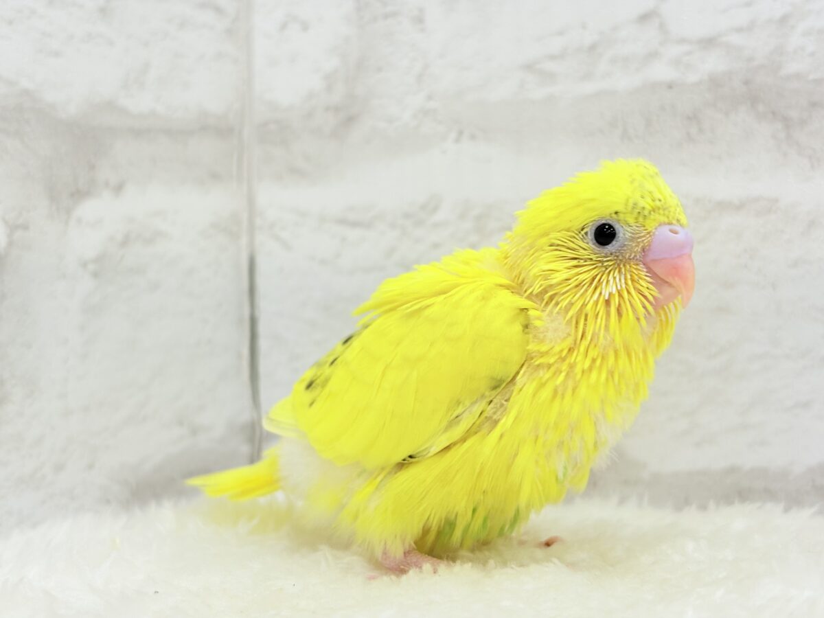【最新画像更新🪄】ベビーフェイスたまごちゃん🐣💛セキセイインコ(黄色ハルクイン) ヒナ セキセイインコ