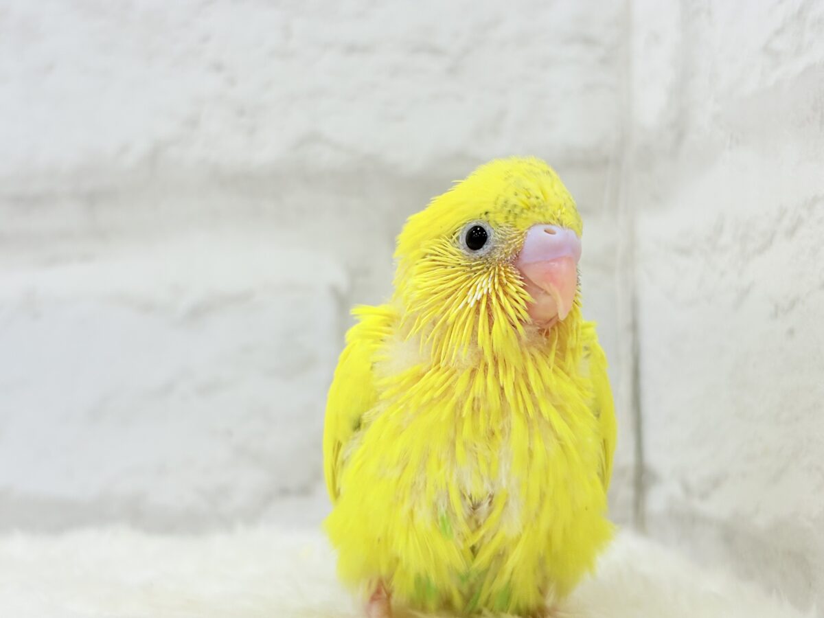 【最新画像更新🪄】ベビーフェイスたまごちゃん🐣💛セキセイインコ(黄色ハルクイン) ヒナ セキセイインコ