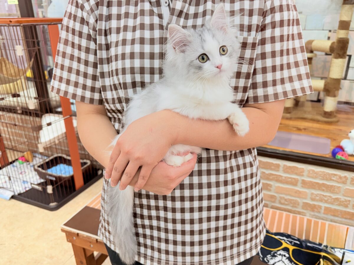 最新画像📸ラガマフィン(シルバータビー&ホワイト)女の子♪ケージデビューしています❣️ ラガマフィン