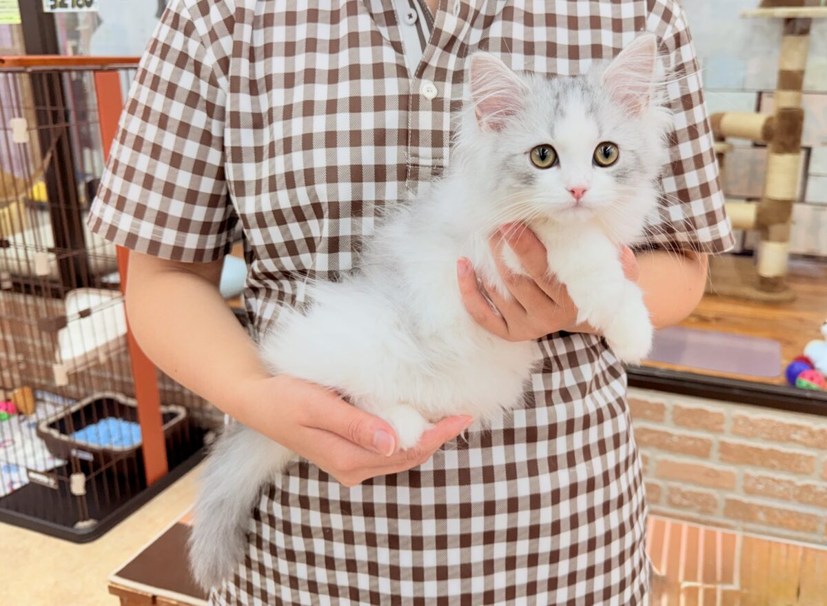 最新画像📸ラガマフィン(シルバータビー&ホワイト)女の子♪ケージデビューしています❣️ ラガマフィン