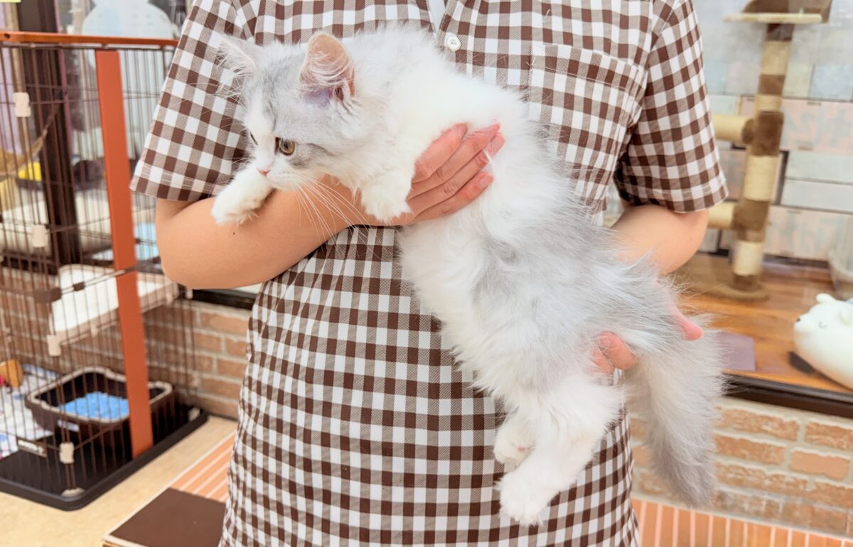 最新画像📸ラガマフィン(シルバータビー&ホワイト)女の子♪ケージデビューしています❣️ ラガマフィン