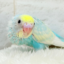 夏の爽やかソーダちゃん🐣🫧セキセイインコ(パステルレインボー) ヒナ