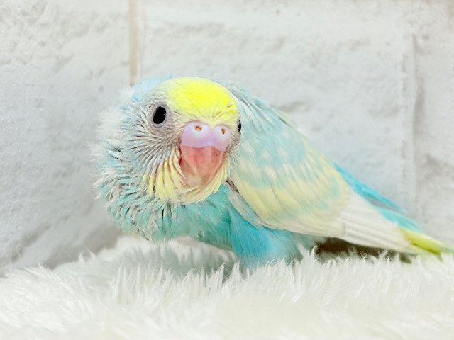 夏の爽やかソーダちゃん🐣🫧セキセイインコ(パステルレインボー) ヒナ