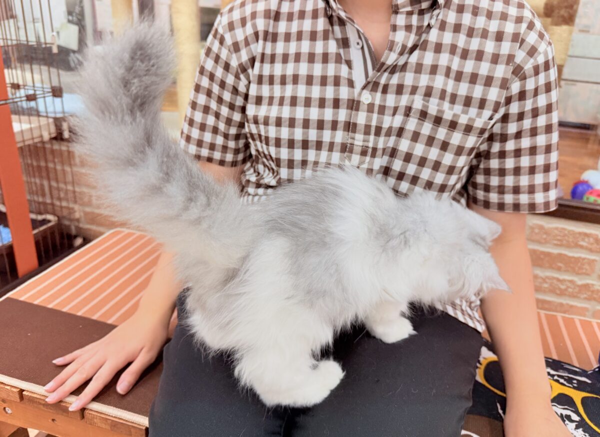 最新画像📸ラガマフィン(シルバータビー&ホワイト)女の子♪ケージデビューしています❣️ ラガマフィン