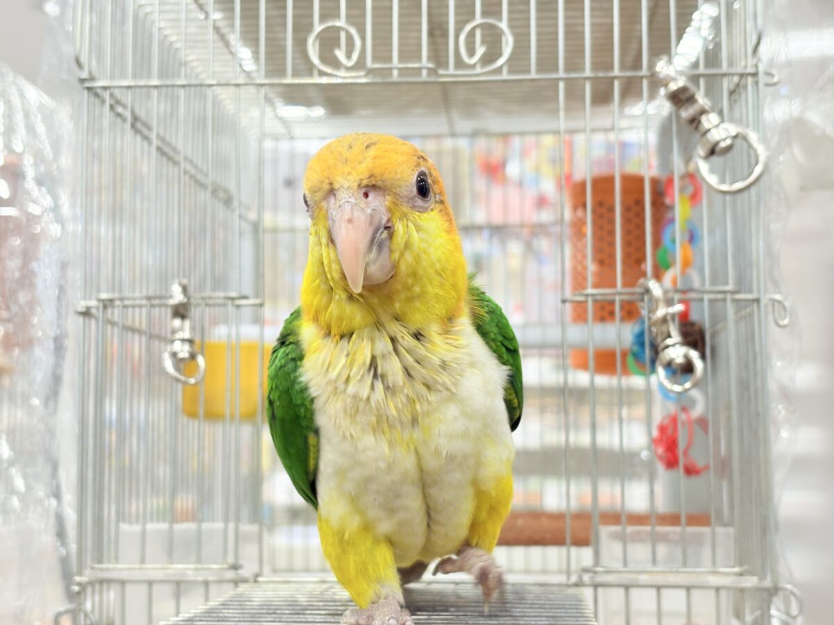 シロハラインコ