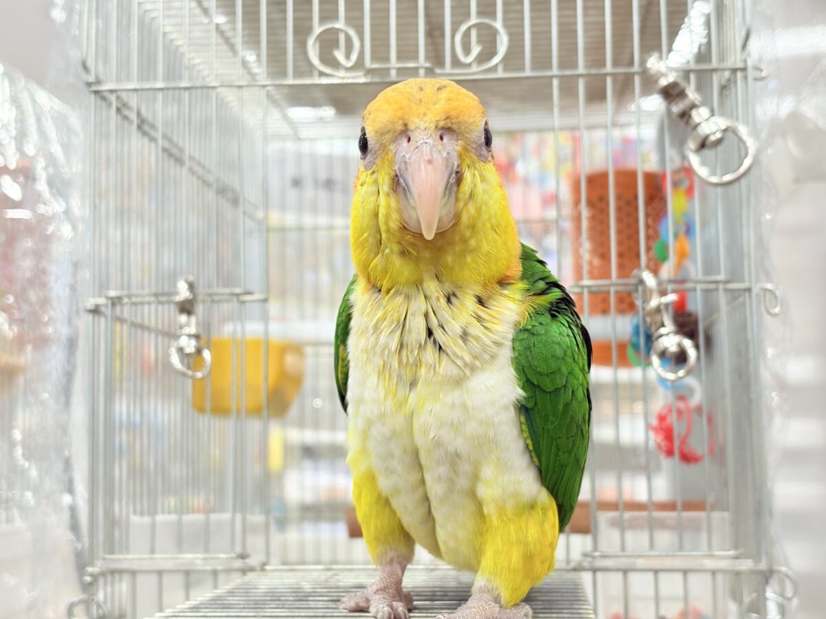 シロハラインコ