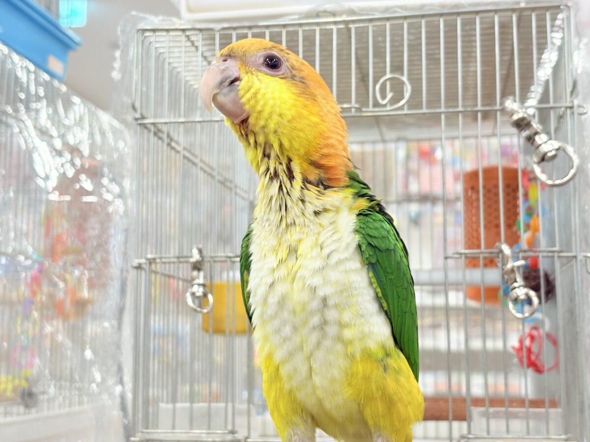 【最新画像更新🪄もうすぐひとり餌☆】元気印🪅みかん頭の甘えんぼ🍊💖シロハラインコ ヒナ シロハラインコ