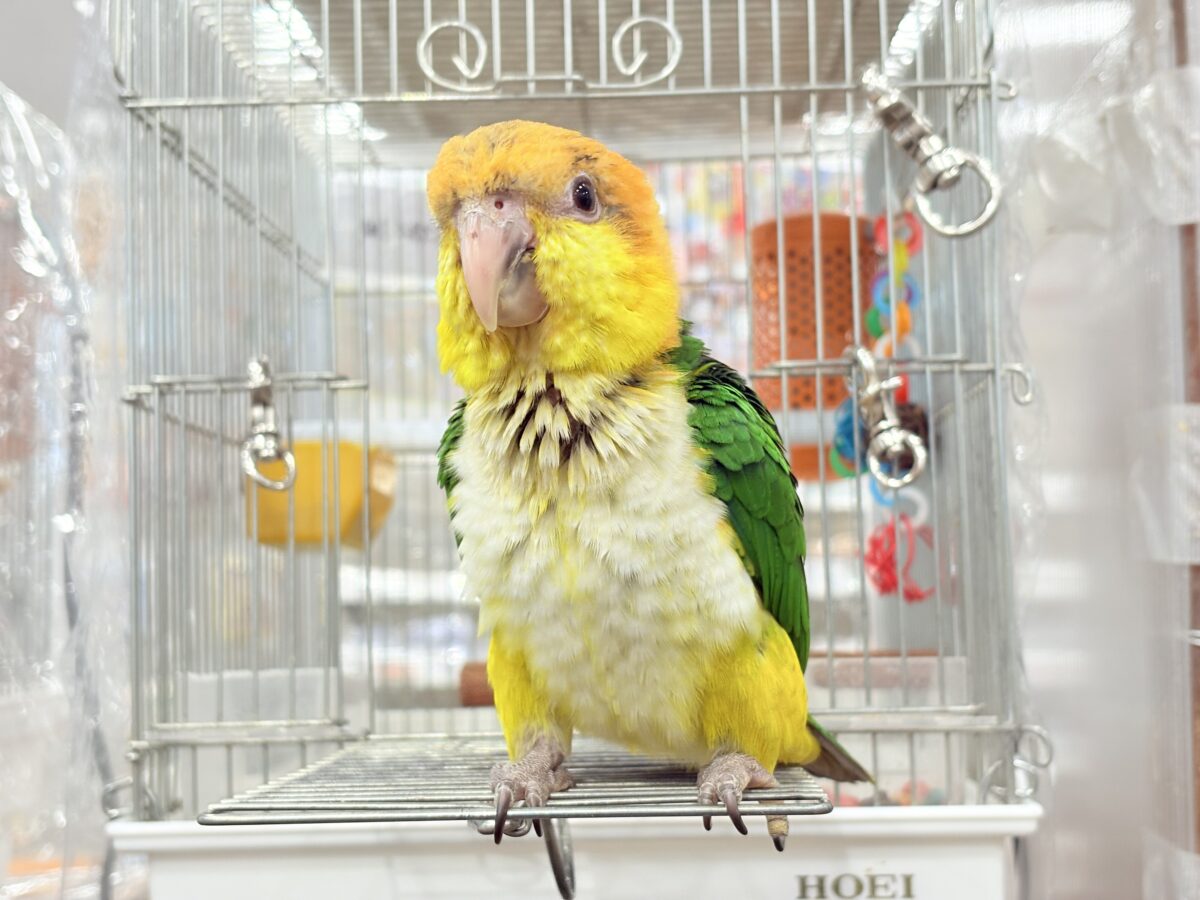 【最新画像更新🪄もうすぐひとり餌☆】元気印🪅みかん頭の甘えんぼ🍊💖シロハラインコ ヒナ シロハラインコ