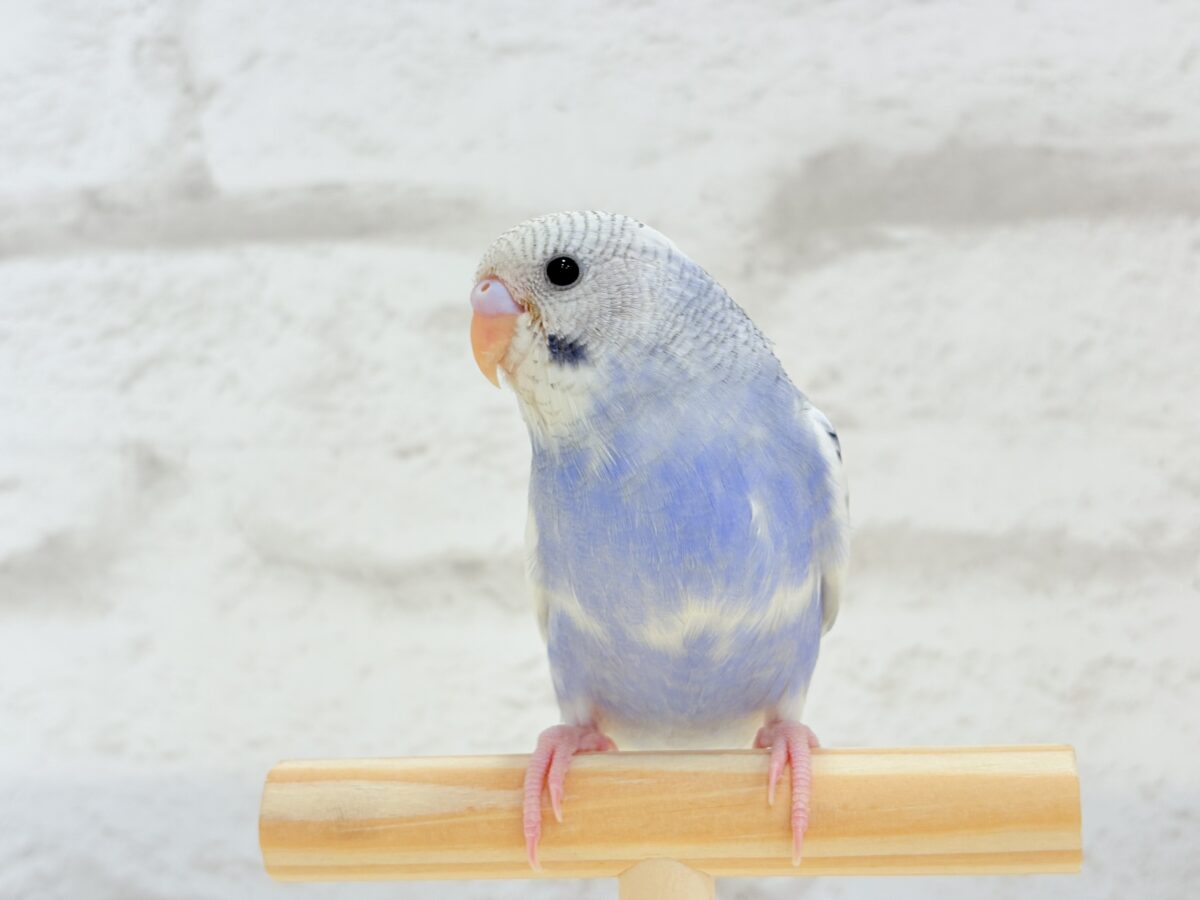 【最新画像更新🪄もうすぐひとり餌☆】わた毛たっぷり♡もこもこちゃん♡セキセイインコ(パイド) ヒナ セキセイインコ