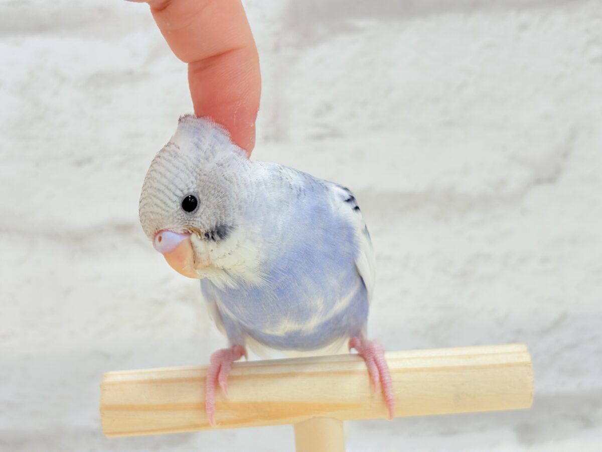 【最新画像更新🪄もうすぐひとり餌☆】わた毛たっぷり♡もこもこちゃん♡セキセイインコ(パイド) ヒナ セキセイインコ