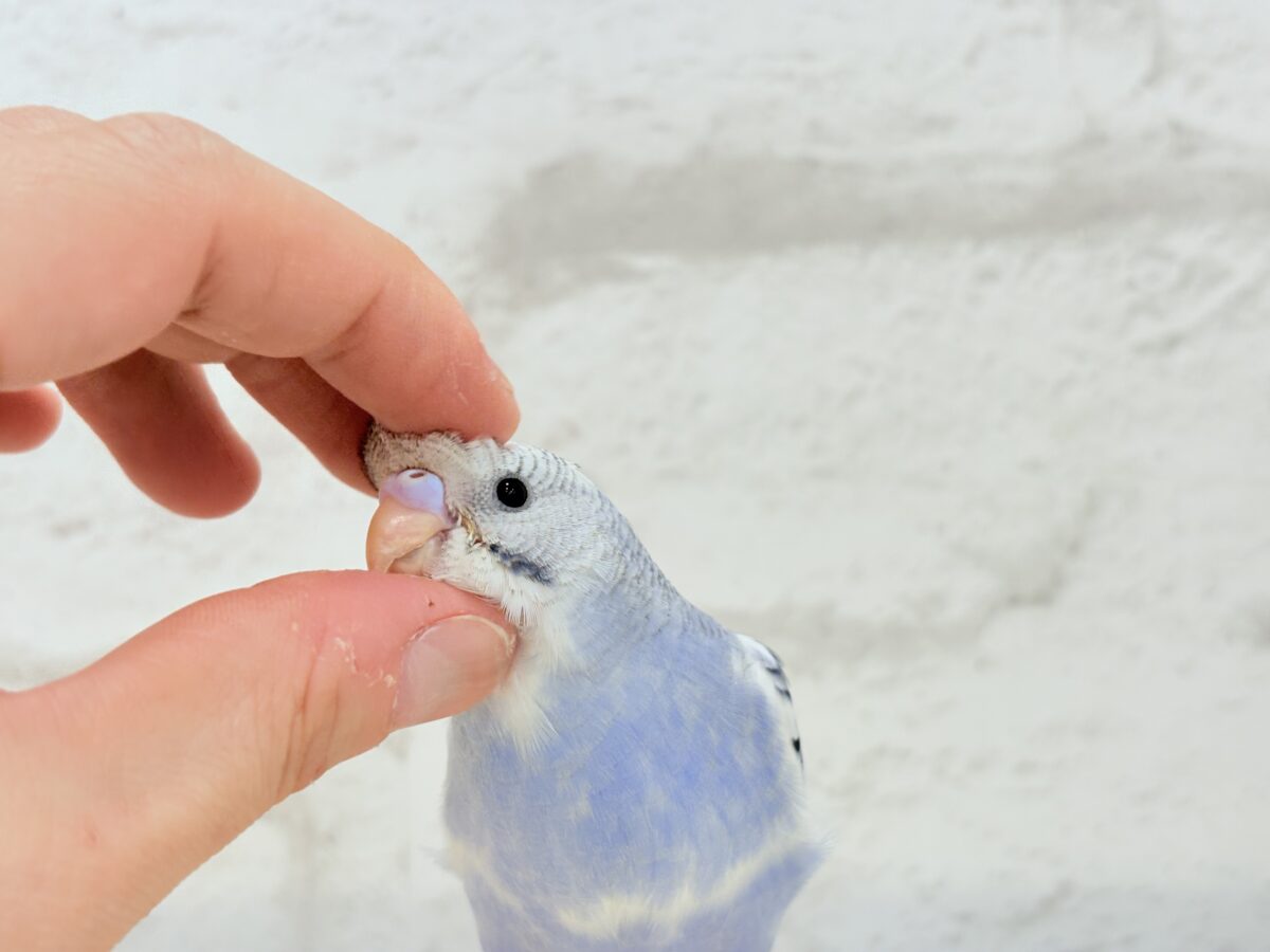 【最新画像更新🪄もうすぐひとり餌☆】わた毛たっぷり♡もこもこちゃん♡セキセイインコ(パイド) ヒナ セキセイインコ