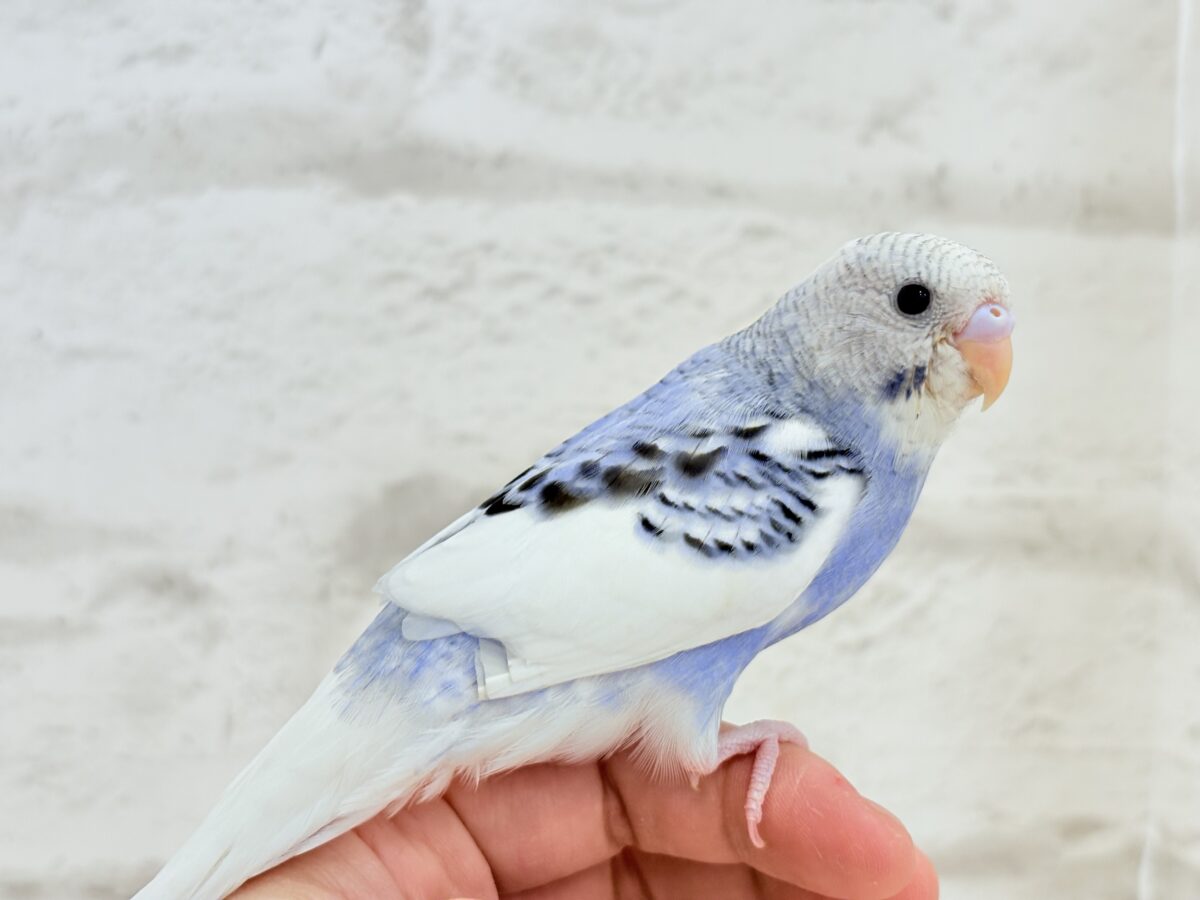 【最新画像更新🪄もうすぐひとり餌☆】わた毛たっぷり♡もこもこちゃん♡セキセイインコ(パイド) ヒナ セキセイインコ