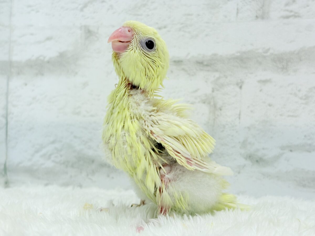 【最新画像更新🪄】我らの合図”ピーポポポ♬*°”⋆͛🐣🪐 ͙͛サザナミインコ(クリームイノ) ヒナ サザナミインコ
