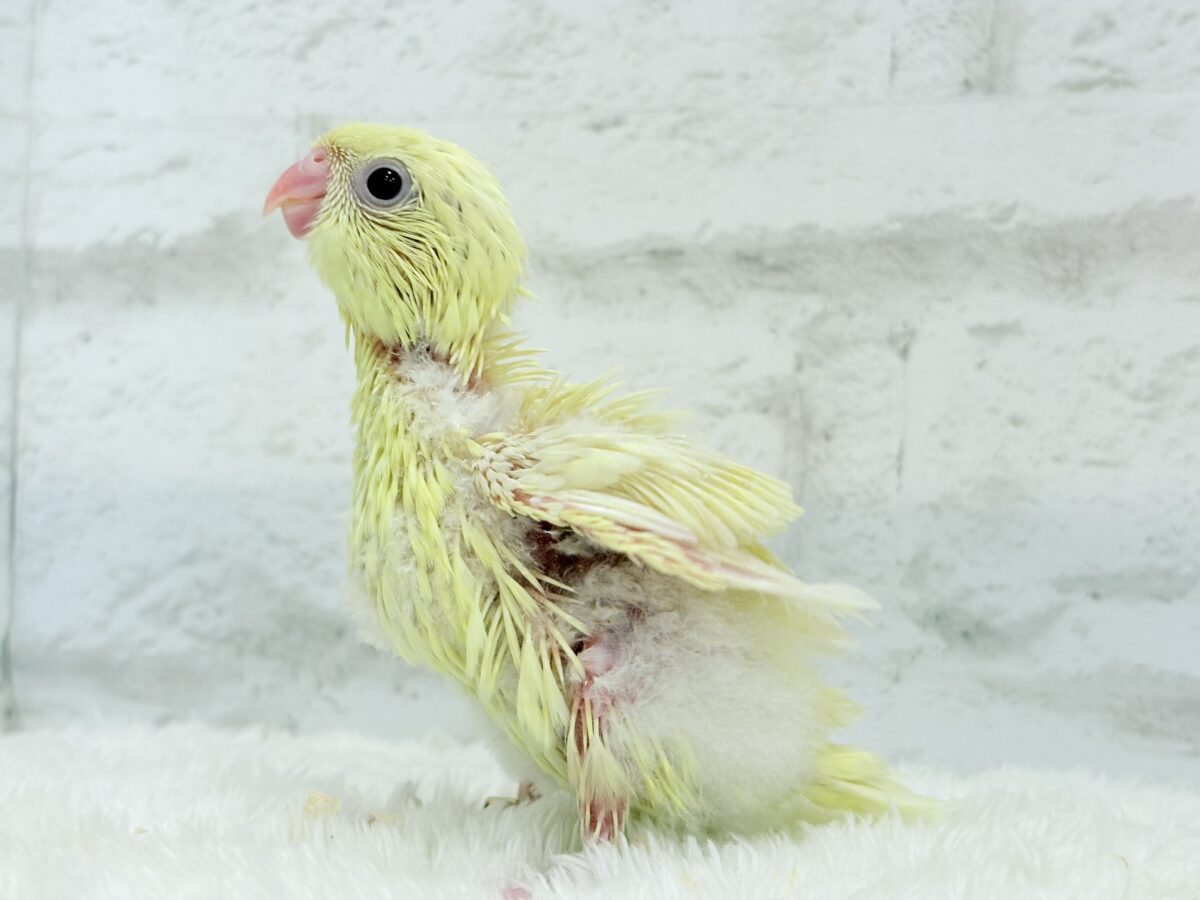 サザナミインコ