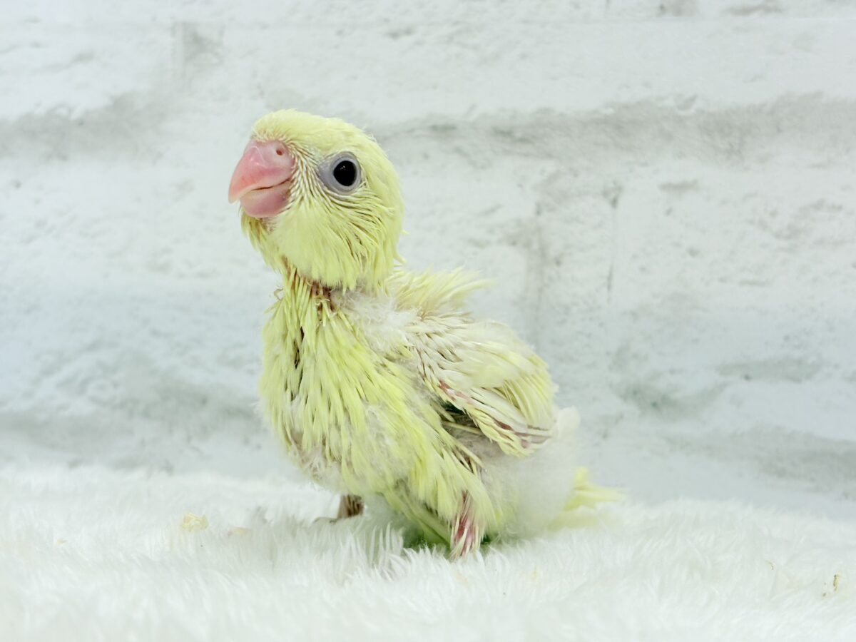 【最新画像更新🪄】我らの合図”ピーポポポ♬*°”⋆͛🐣🪐 ͙͛サザナミインコ(クリームイノ) ヒナ サザナミインコ