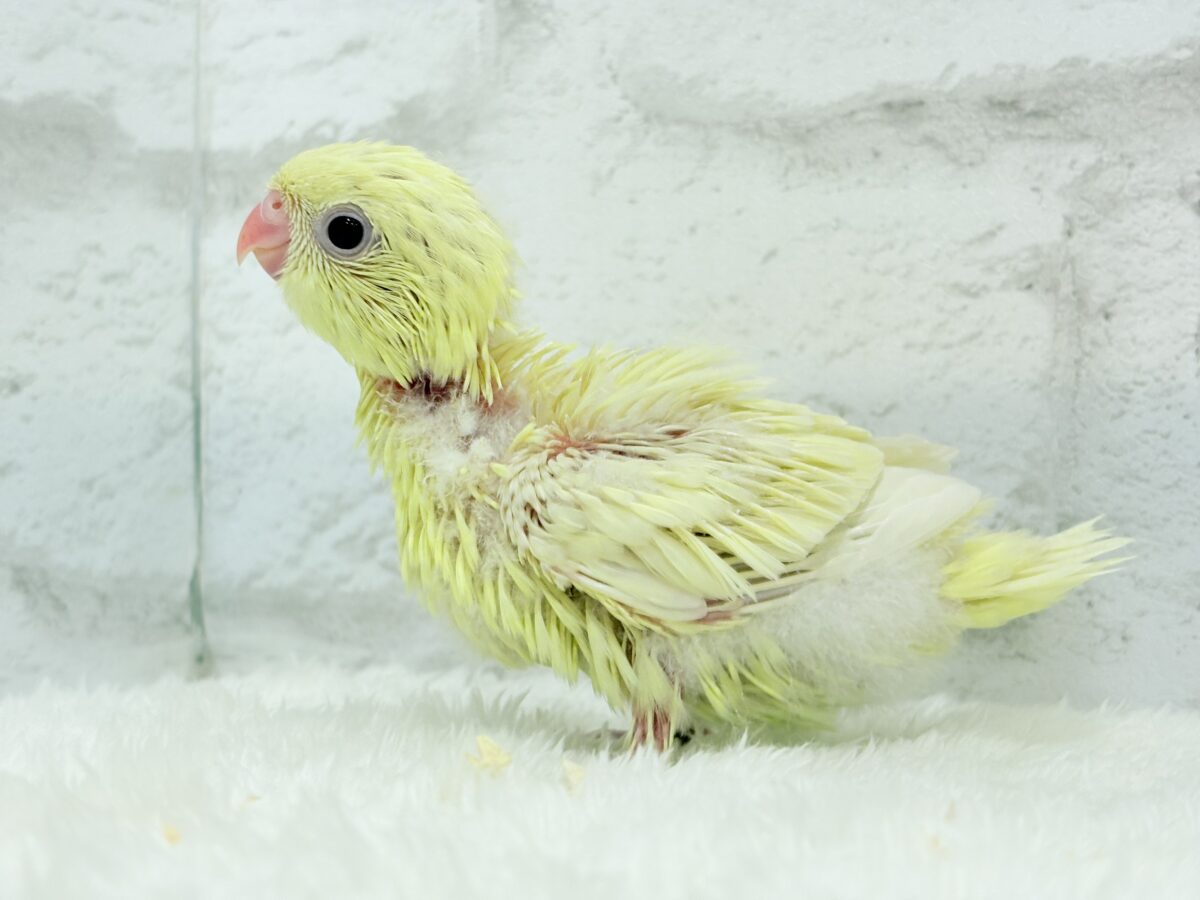【最新画像更新🪄】我らの合図”ピーポポポ♬*°”⋆͛🐣🪐 ͙͛サザナミインコ(クリームイノ) ヒナ サザナミインコ