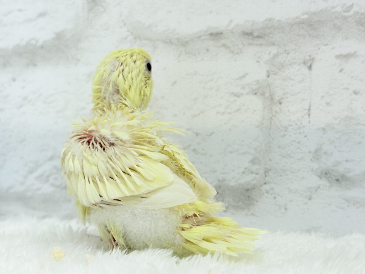 【最新画像更新🪄】我らの合図”ピーポポポ♬*°”⋆͛🐣🪐 ͙͛サザナミインコ(クリームイノ) ヒナ サザナミインコ