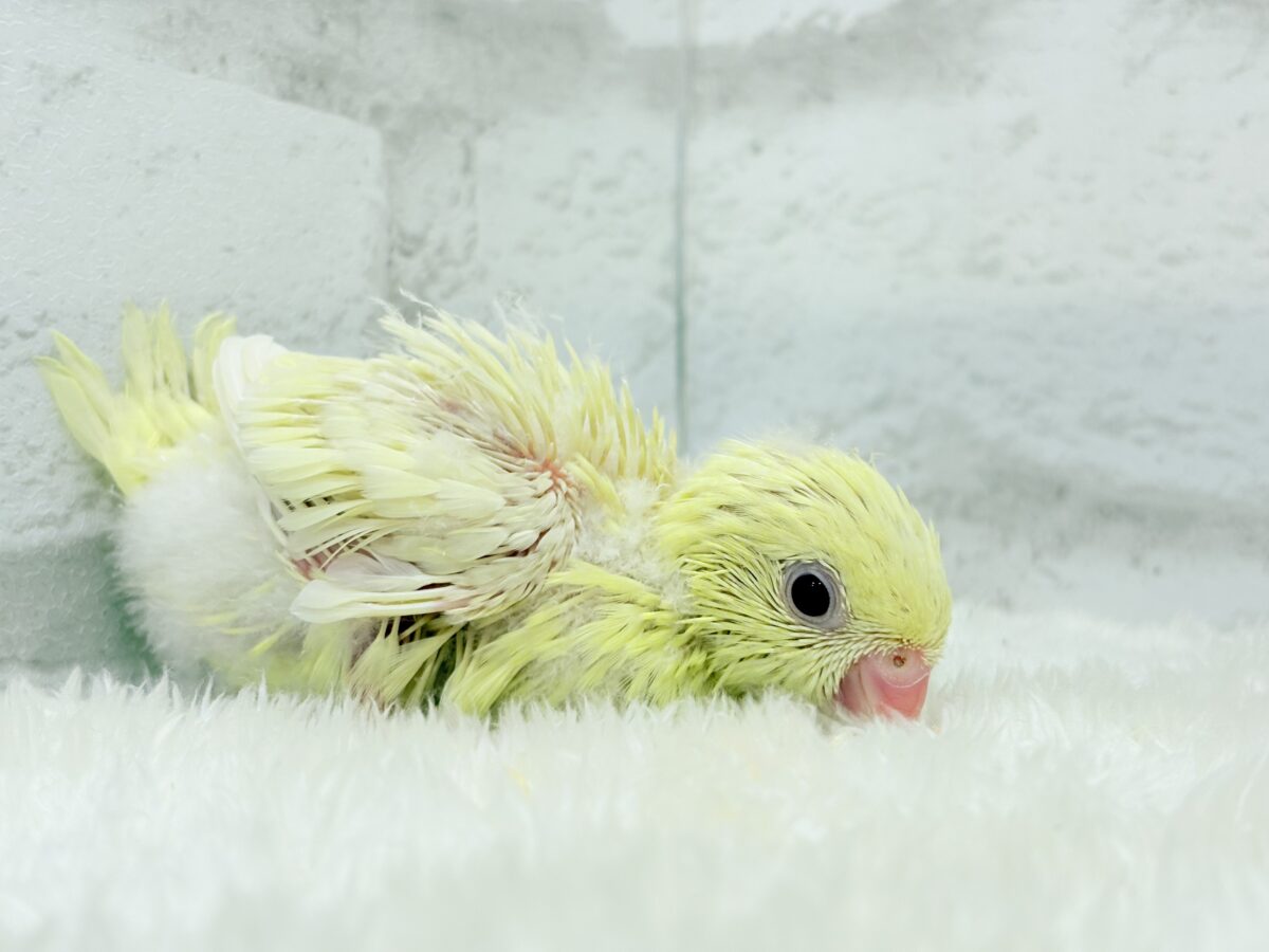 サザナミインコ