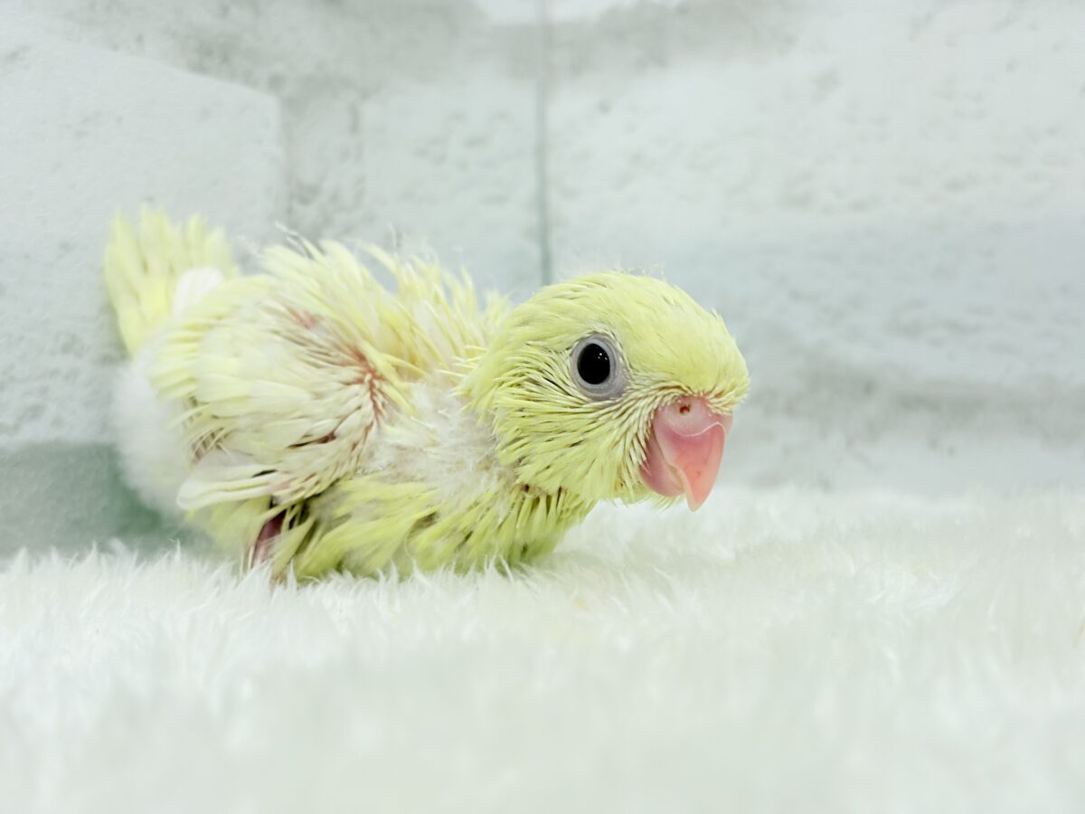 【最新画像更新🪄】我らの合図”ピーポポポ♬*°”⋆͛🐣🪐 ͙͛サザナミインコ(クリームイノ) ヒナ サザナミインコ