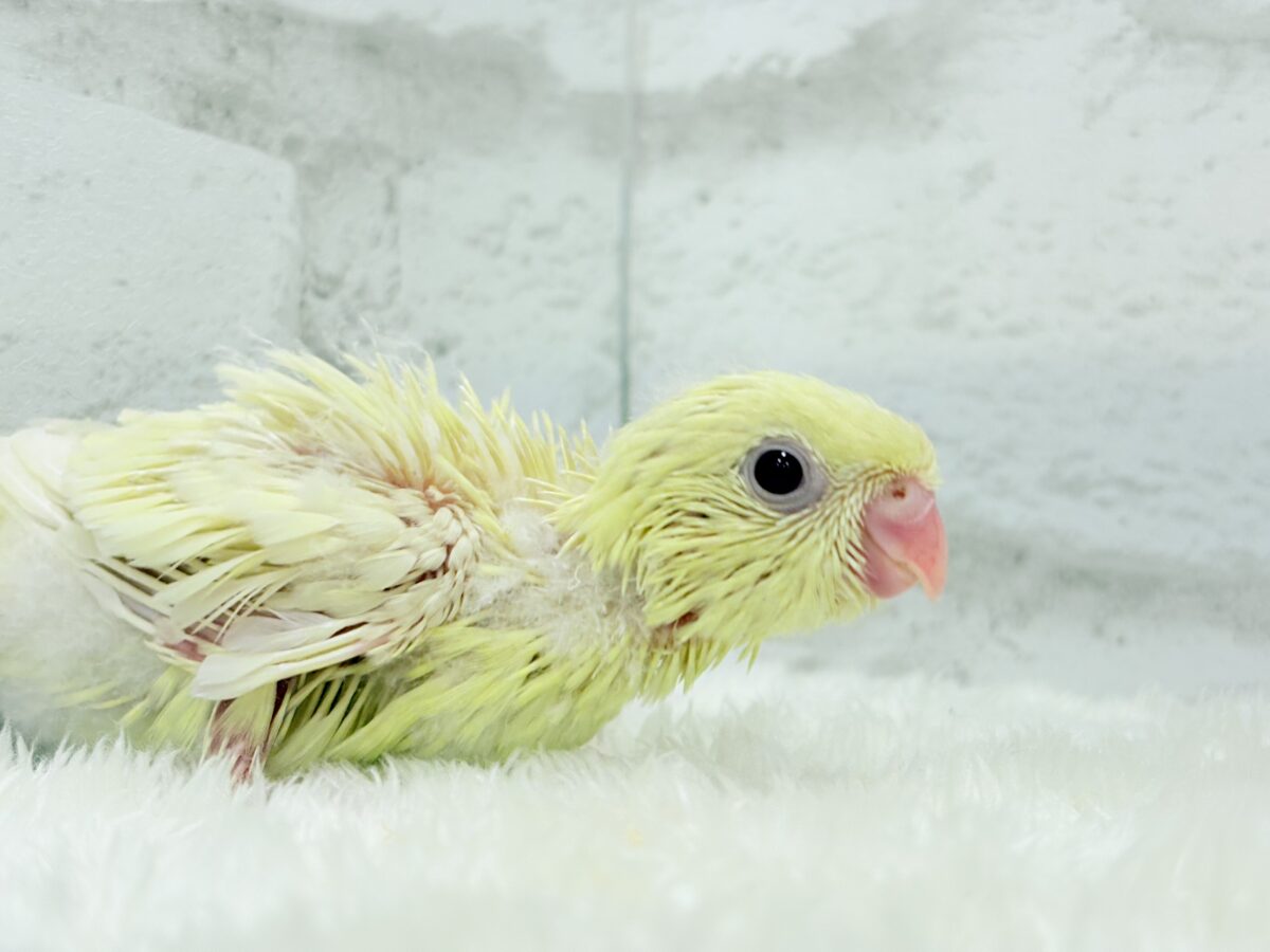【最新画像更新🪄】我らの合図”ピーポポポ♬*°”⋆͛🐣🪐 ͙͛サザナミインコ(クリームイノ) ヒナ サザナミインコ