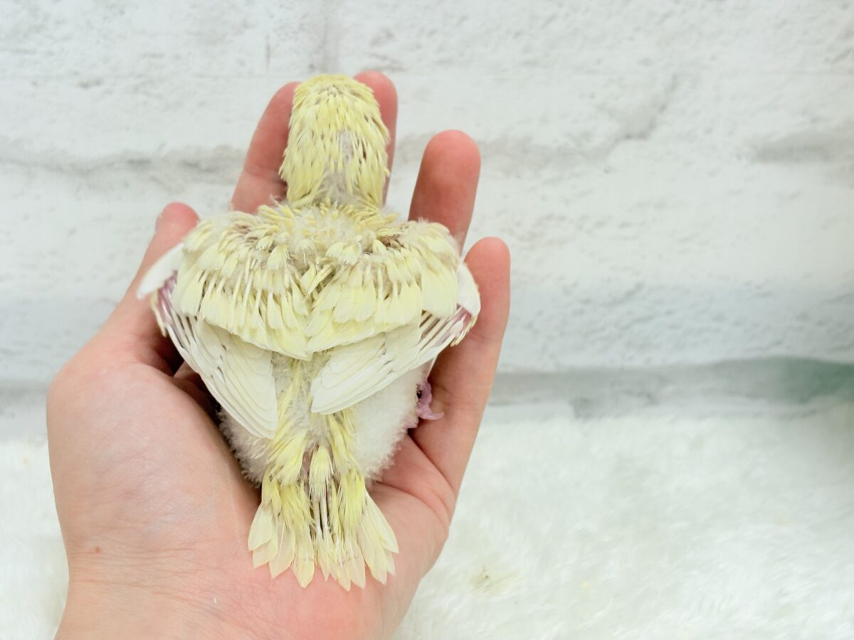 【最新画像更新🪄】我らの合図”ピーポポポ♬*°”⋆͛🐣🪐 ͙͛サザナミインコ(クリームイノ) ヒナ サザナミインコ
