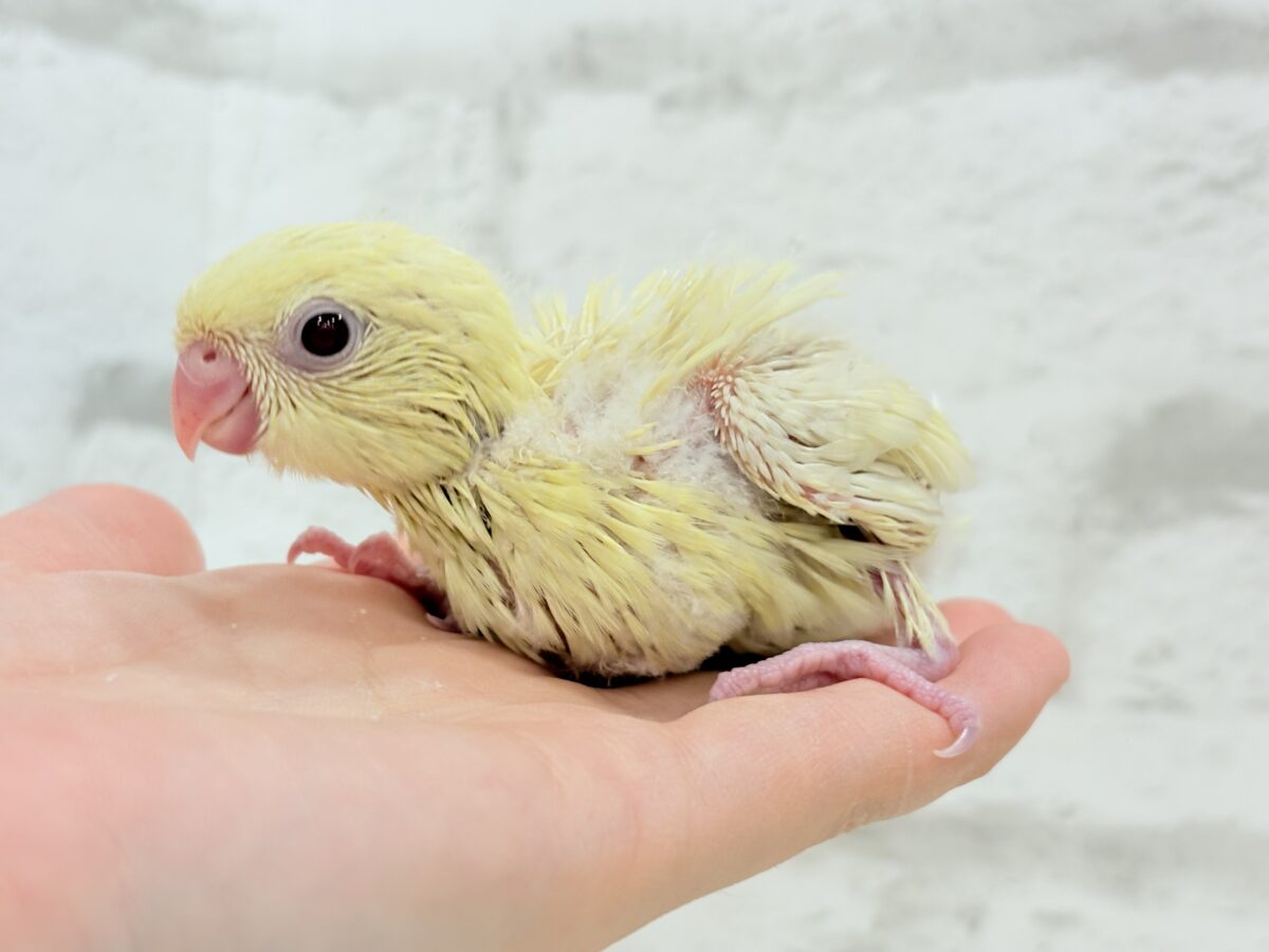 サザナミインコ