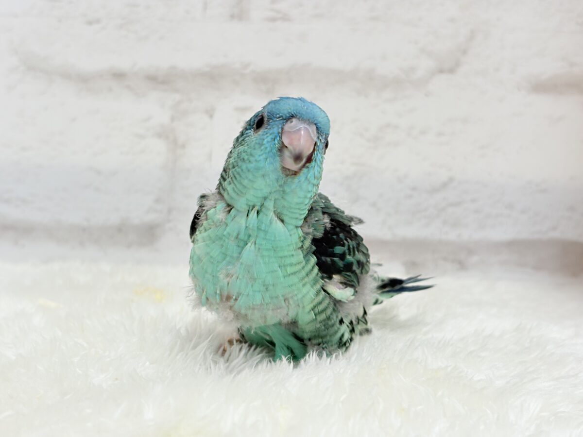 サザナミインコ