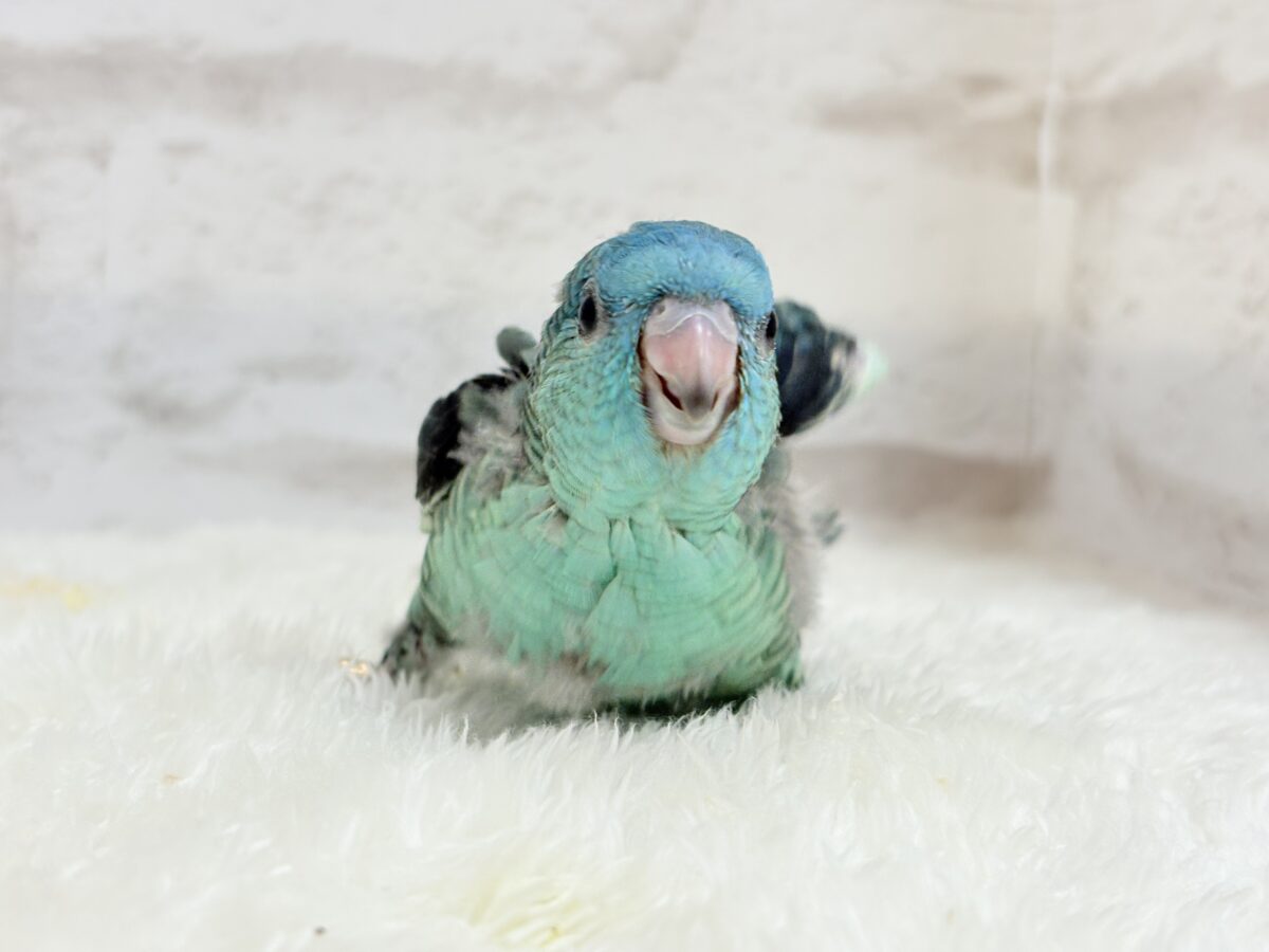 サザナミインコ