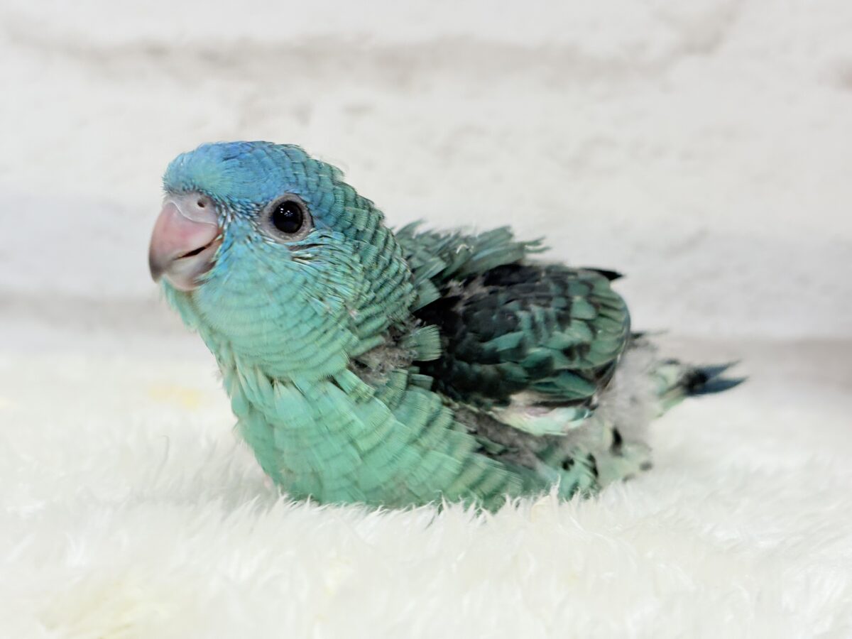 サザナミインコ