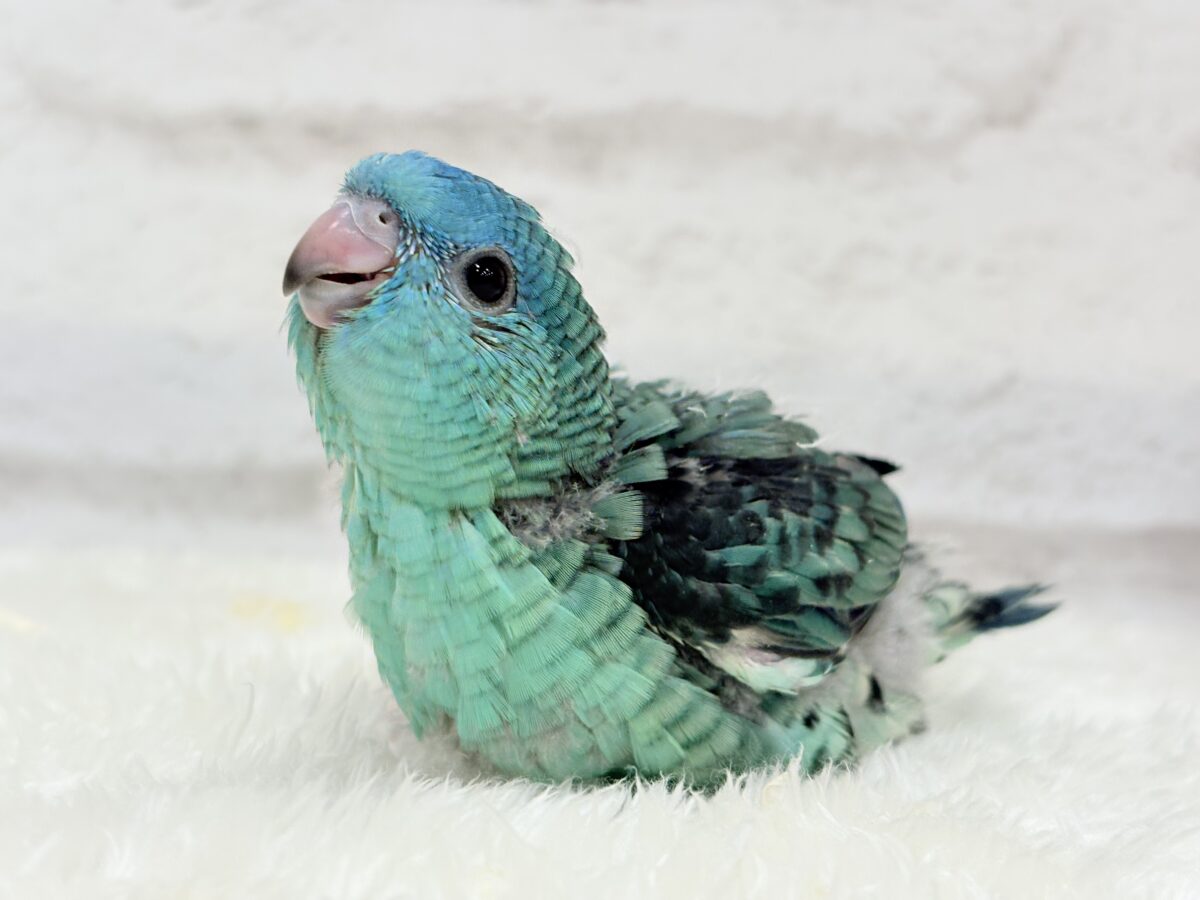 サザナミインコ