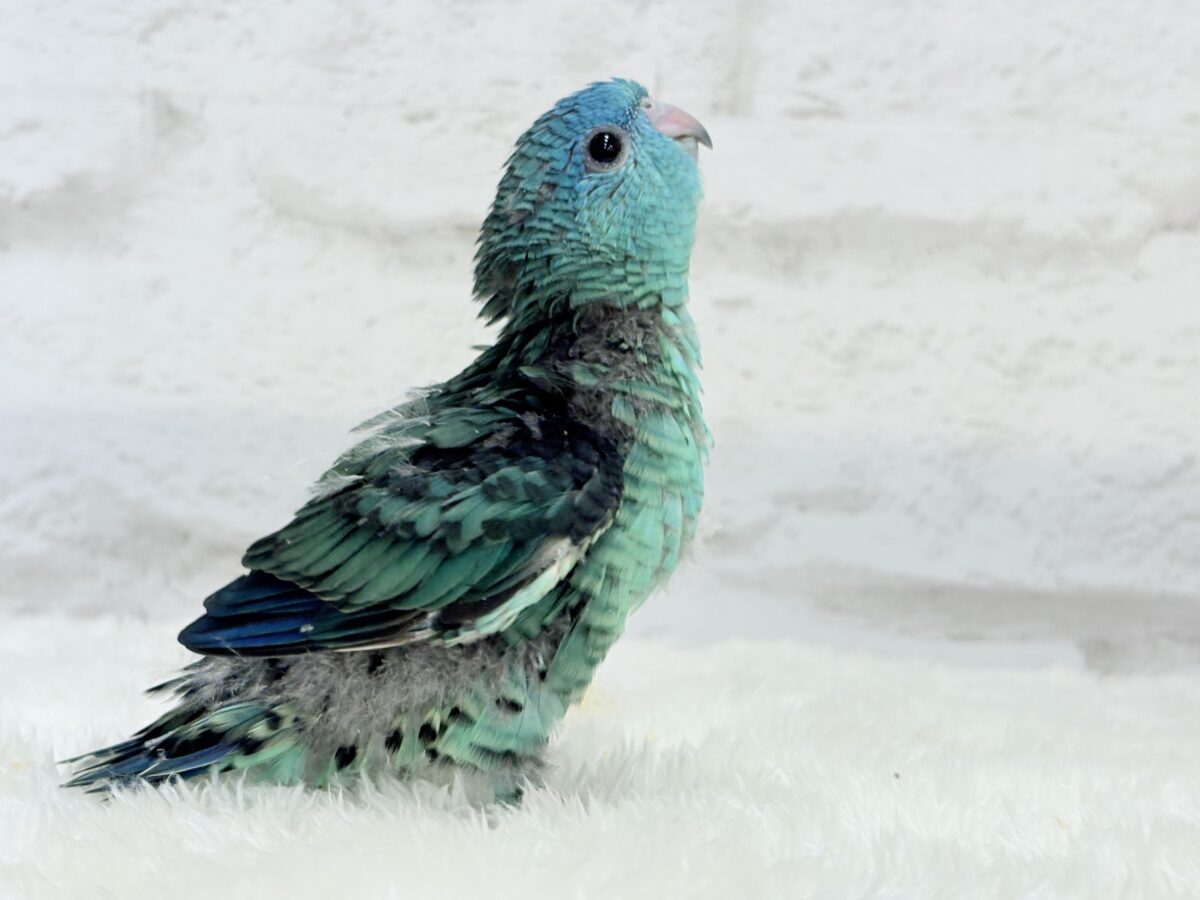 サザナミインコ