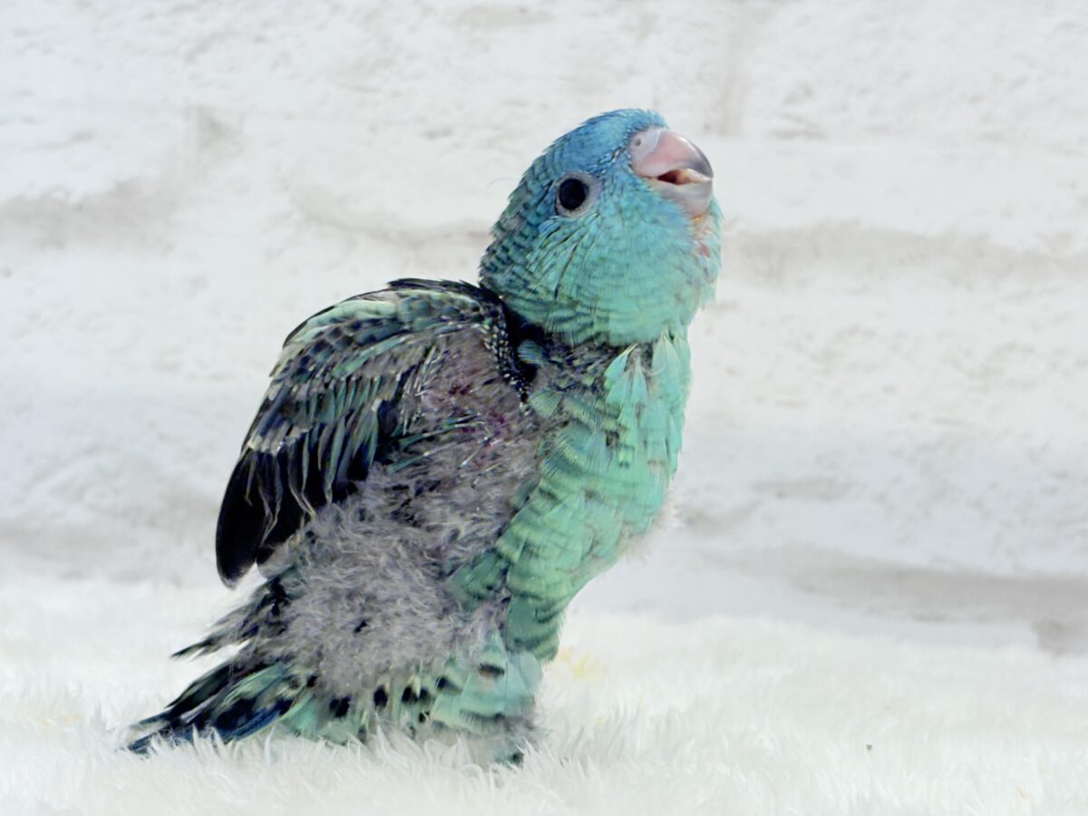 【最新画像更新🪄】可愛いお顔のヒナちゃん通ります🐣💎💖サザナミインコ(ターコイズ) ヒナ サザナミインコ
